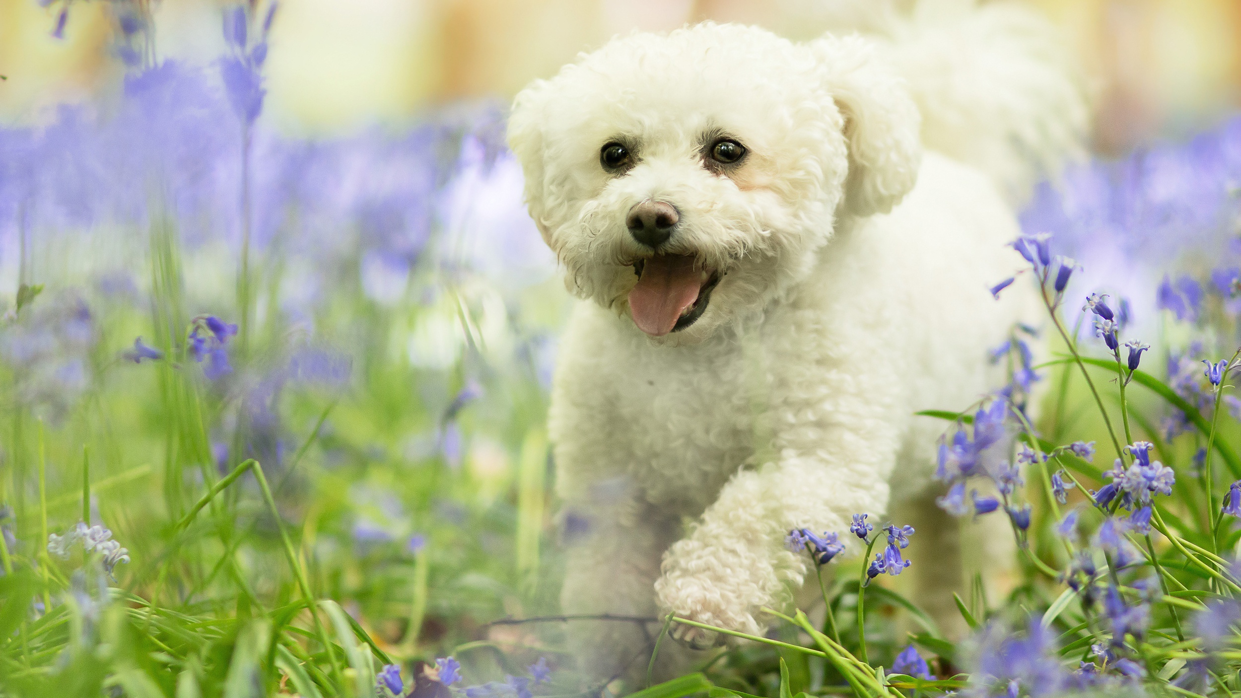 природа животные собака щенок белый без смс
