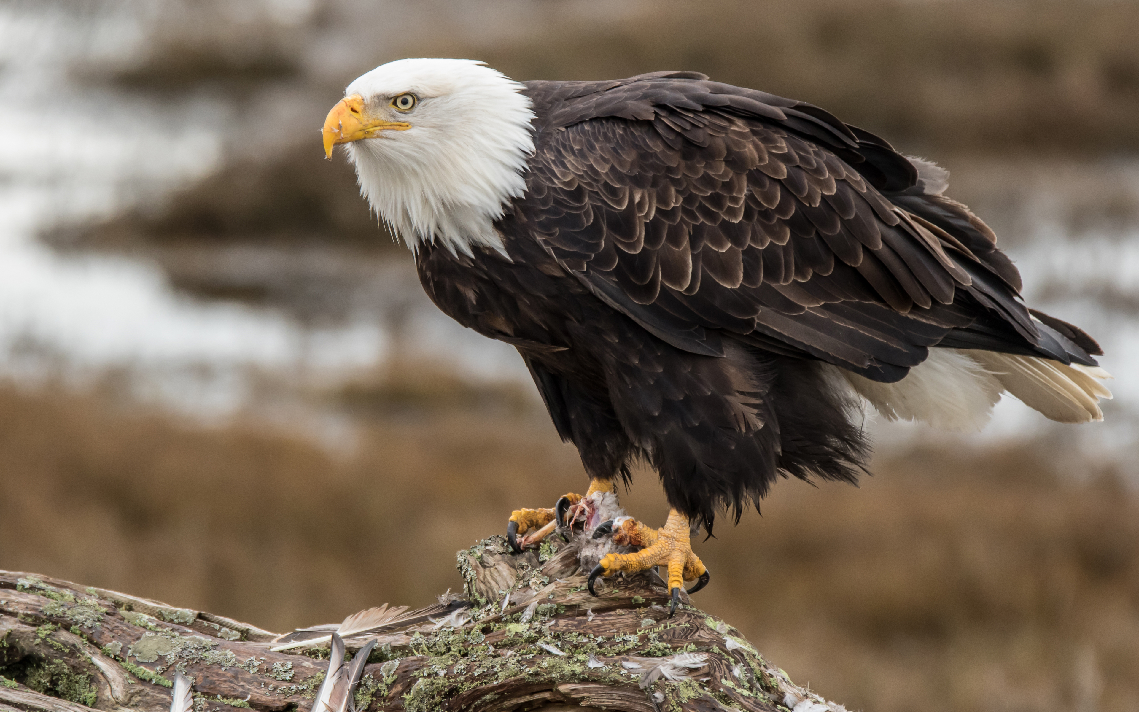 Обои орел, птица, клюв, перья, орлан, белоголовый орлан, eagle, bird, beak, feathers, orlan, bald eagle разрешение 3840x2400 Загрузить