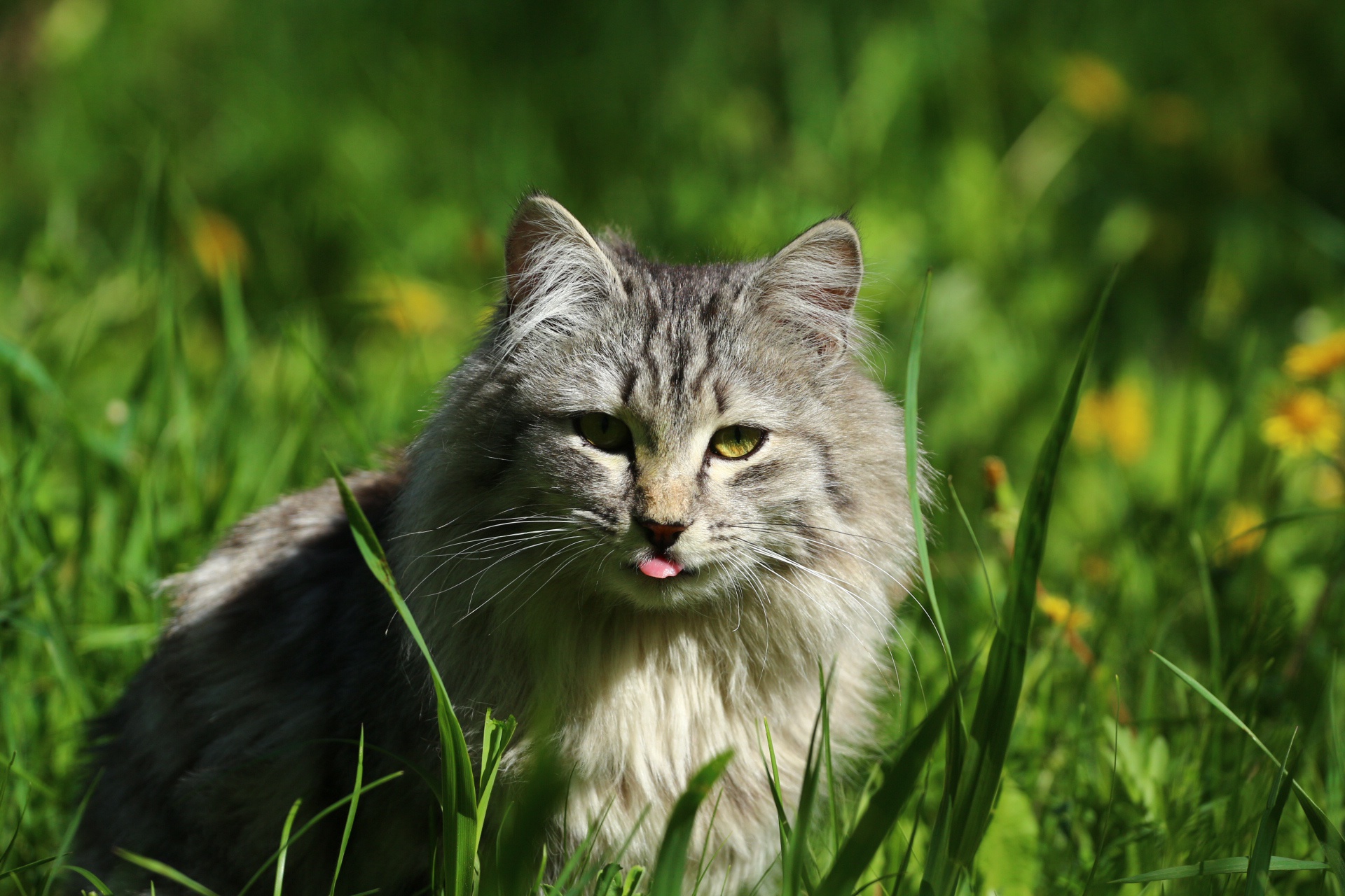 Обои глаза, трава, кот, кошка, взгляд, язык, eyes, grass, cat, look, language разрешение 1920x1280 Загрузить