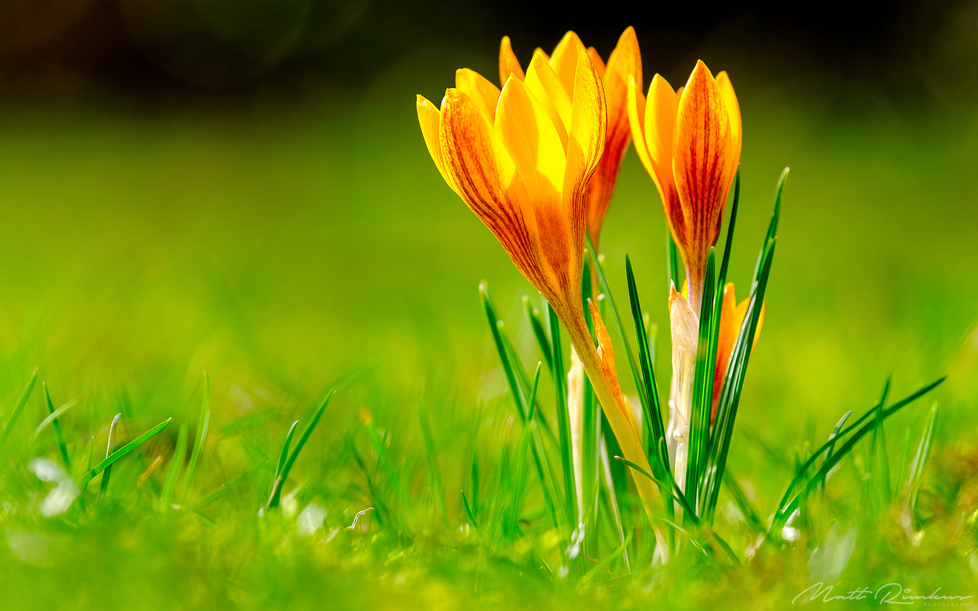 Обои трава, макро, лепестки, весна, желтые, крокусы, grass, macro, petals, spring, yellow, crocuses разрешение 1920x1200 Загрузить