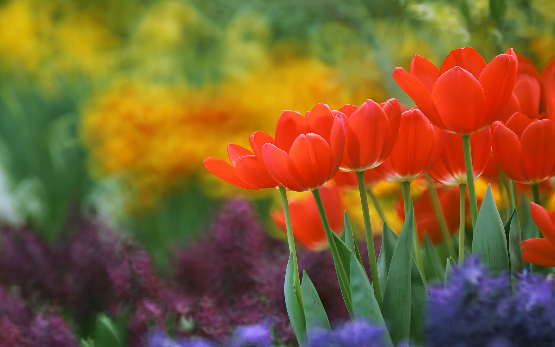 природа цветы красные тюльпаны nature flowers red tulips без смс