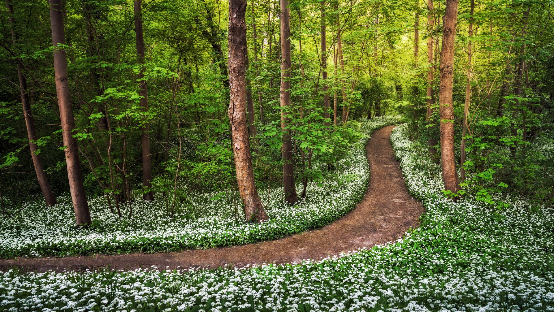 Обои цветы, деревья, природа, лес, стволы, тропинка, весна, flowers, trees, nature, forest, trunks, path, spring разрешение 1920x1080 Загрузить