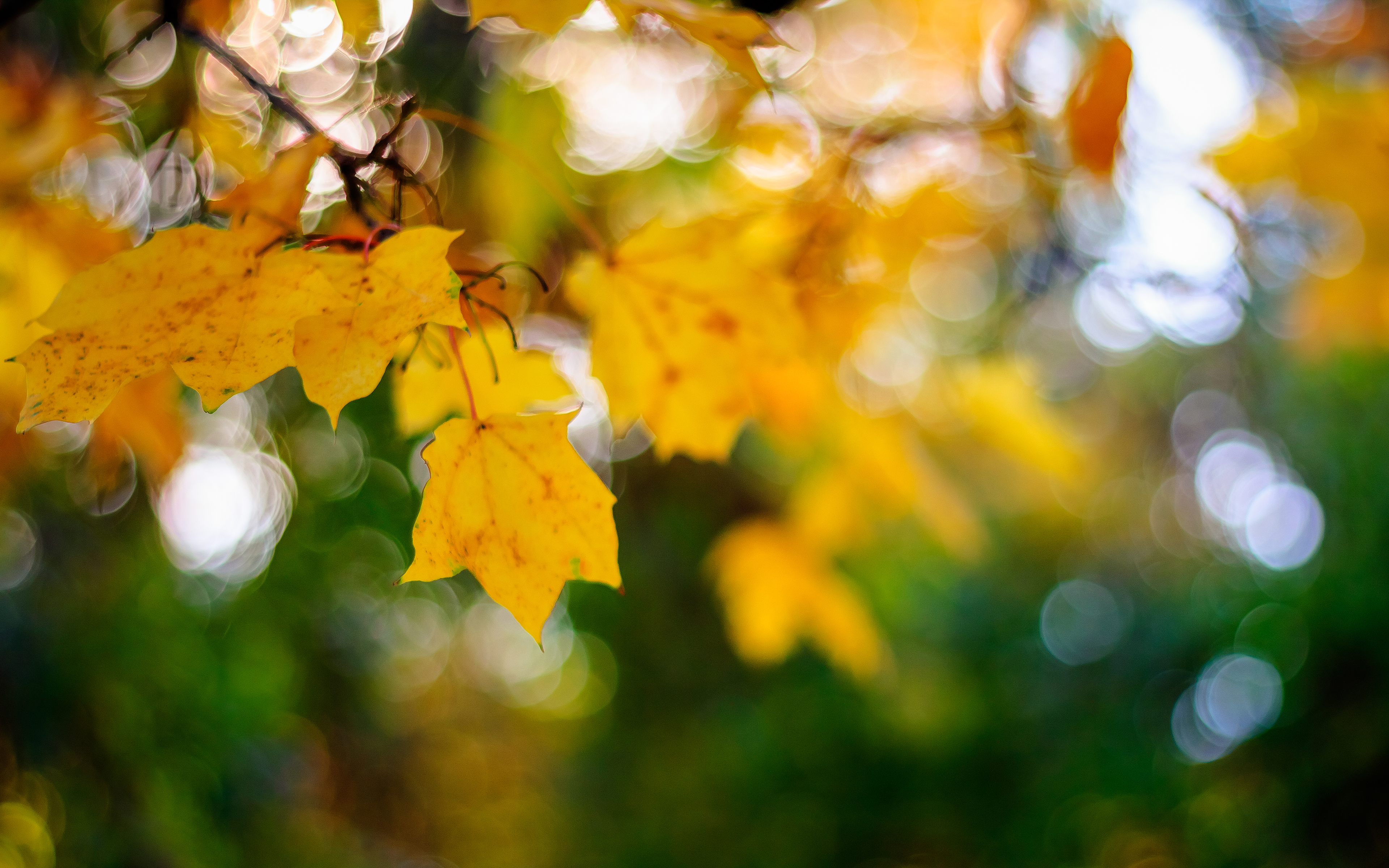 Обои листья, макро, осень, кленовый лист, боке, leaves, macro, autumn, maple leaf, bokeh разрешение 3840x2400 Загрузить