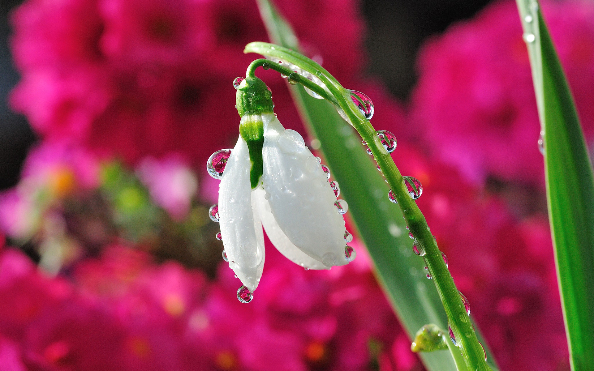 Обои цветок, капли, размытость, весна, подснежник, капельки росы, flower, drops, blur, spring, snowdrop, drops of dew разрешение 1920x1200 Загрузить