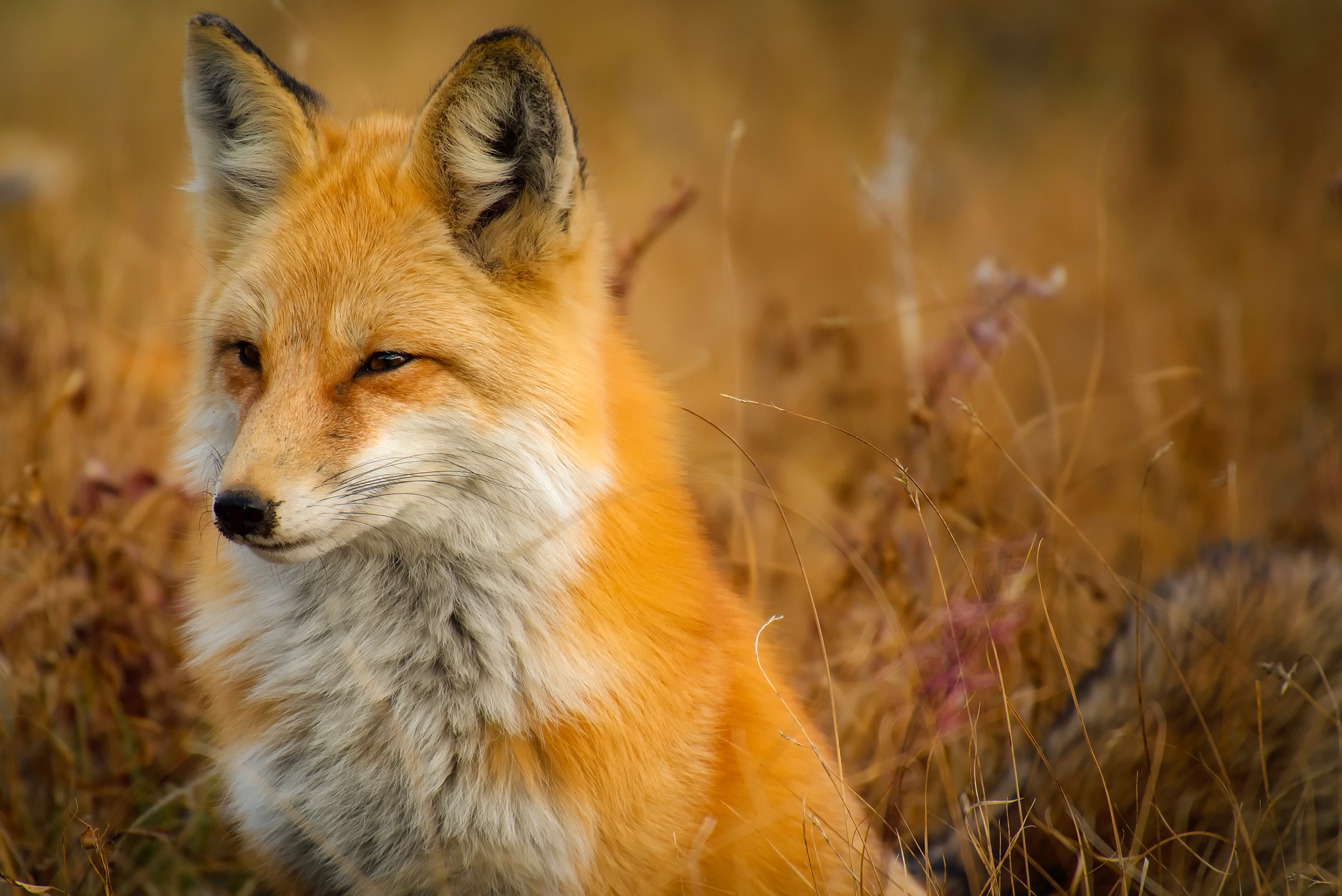 Обои морда, природа, фон, лиса, лисица, face, nature, background, fox разрешение 2200x1469 Загрузить