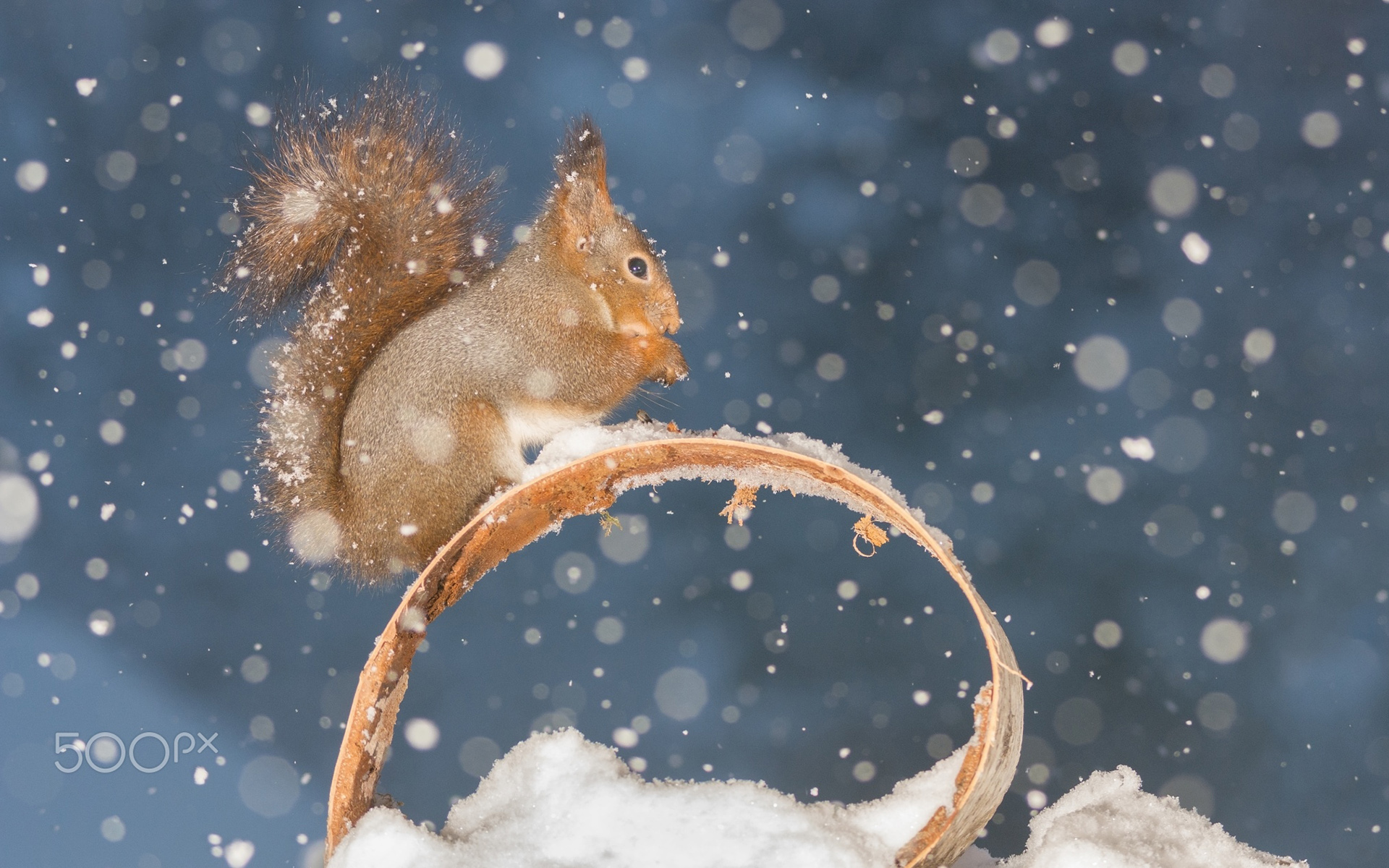 природа белка снег животные без смс