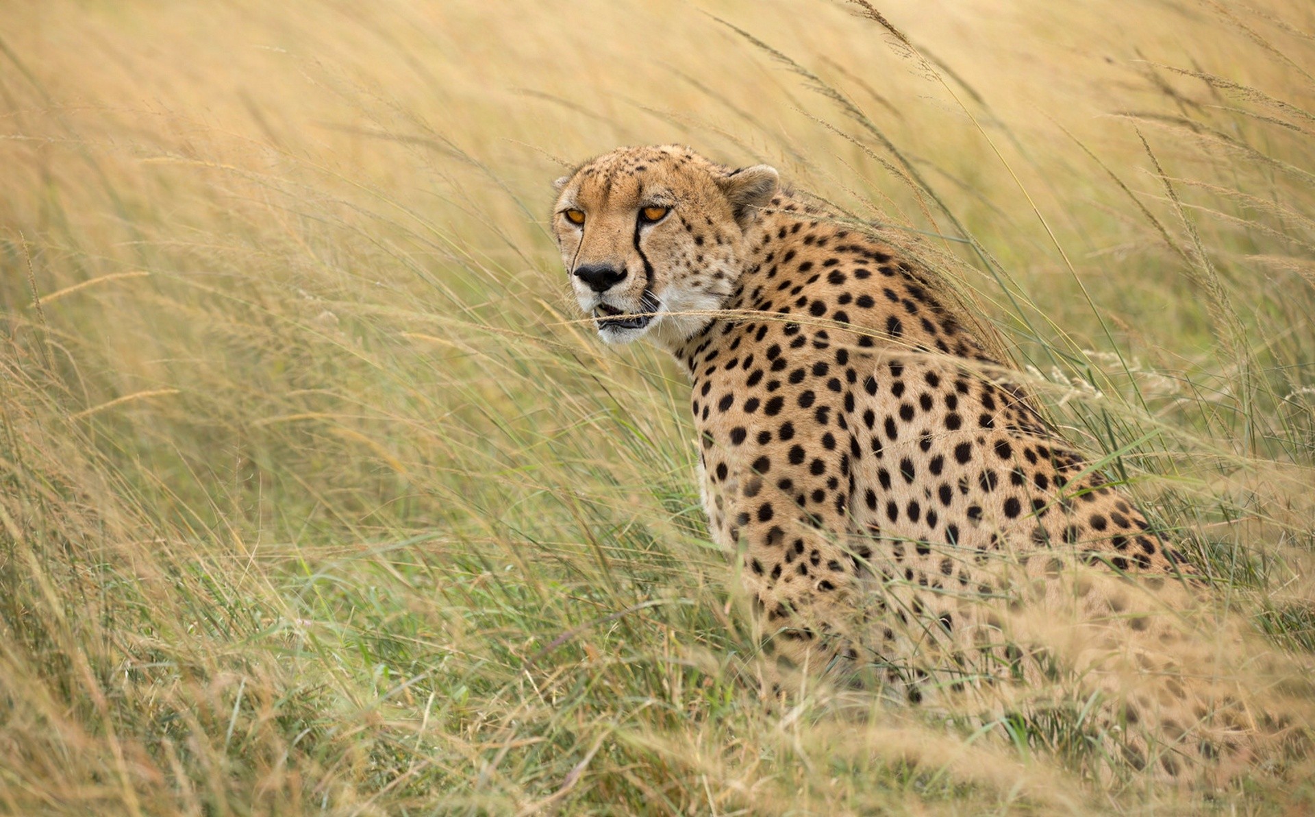 животные саванна гепард хищники загрузить