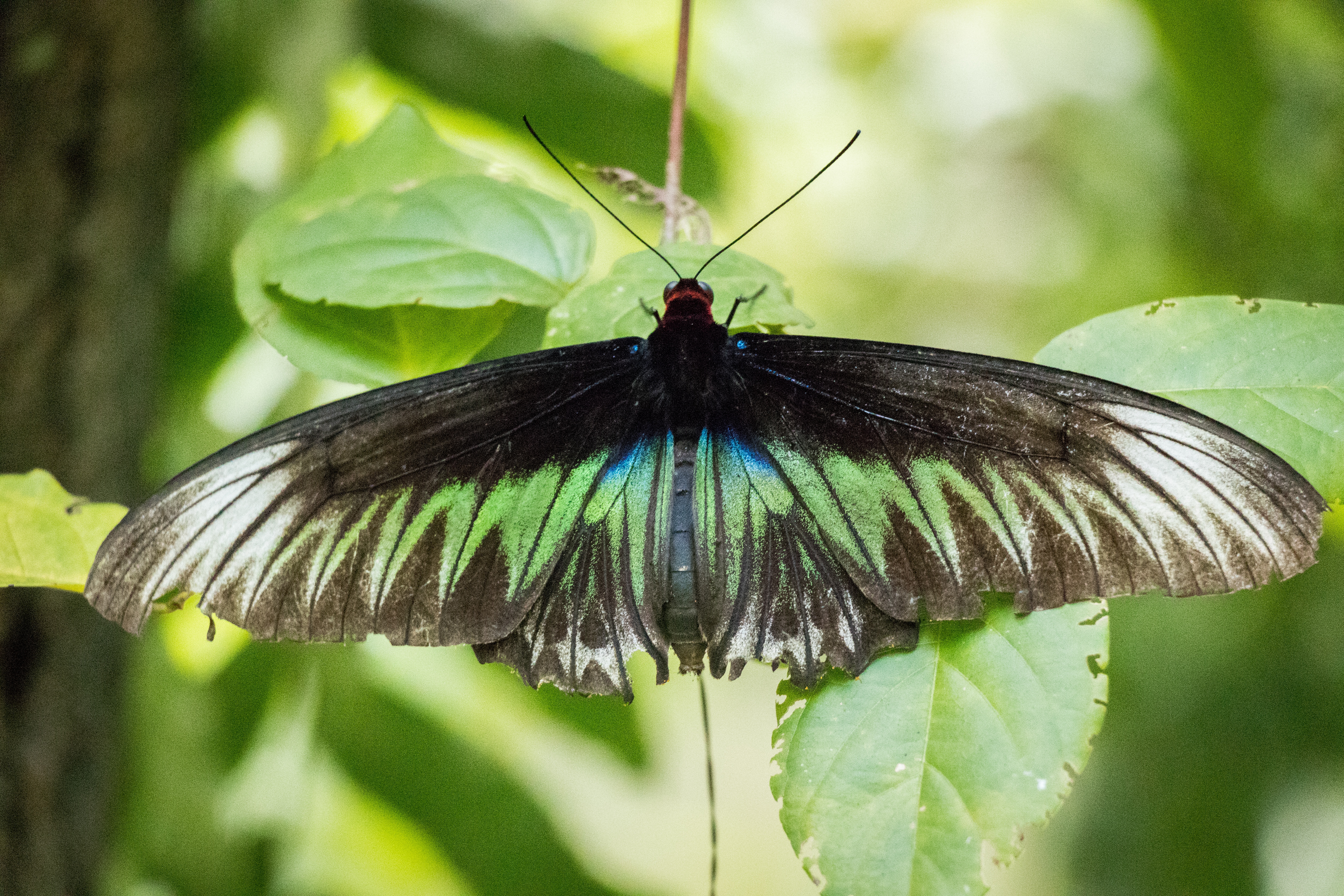 Черно зеленая бабочка. Мотылек бабочка. Черный Кардинал бабочка. Чешуекрылые. Зелёная бабочка насекомое.