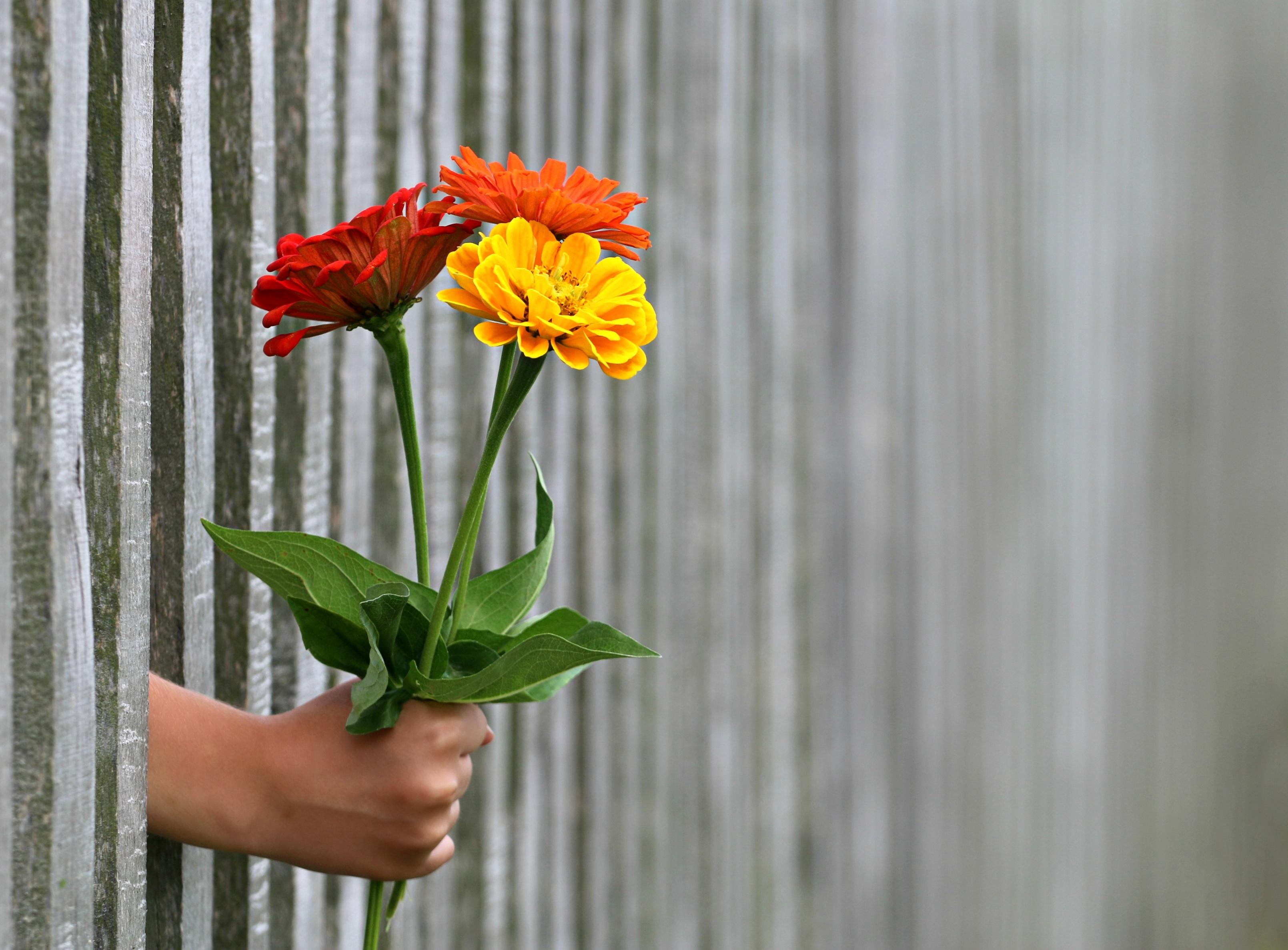 Обои цветы, рука, забор, букет, цинния, цин, flowers, hand, the fence, bouquet, zinnia разрешение 3219x2374 Загрузить