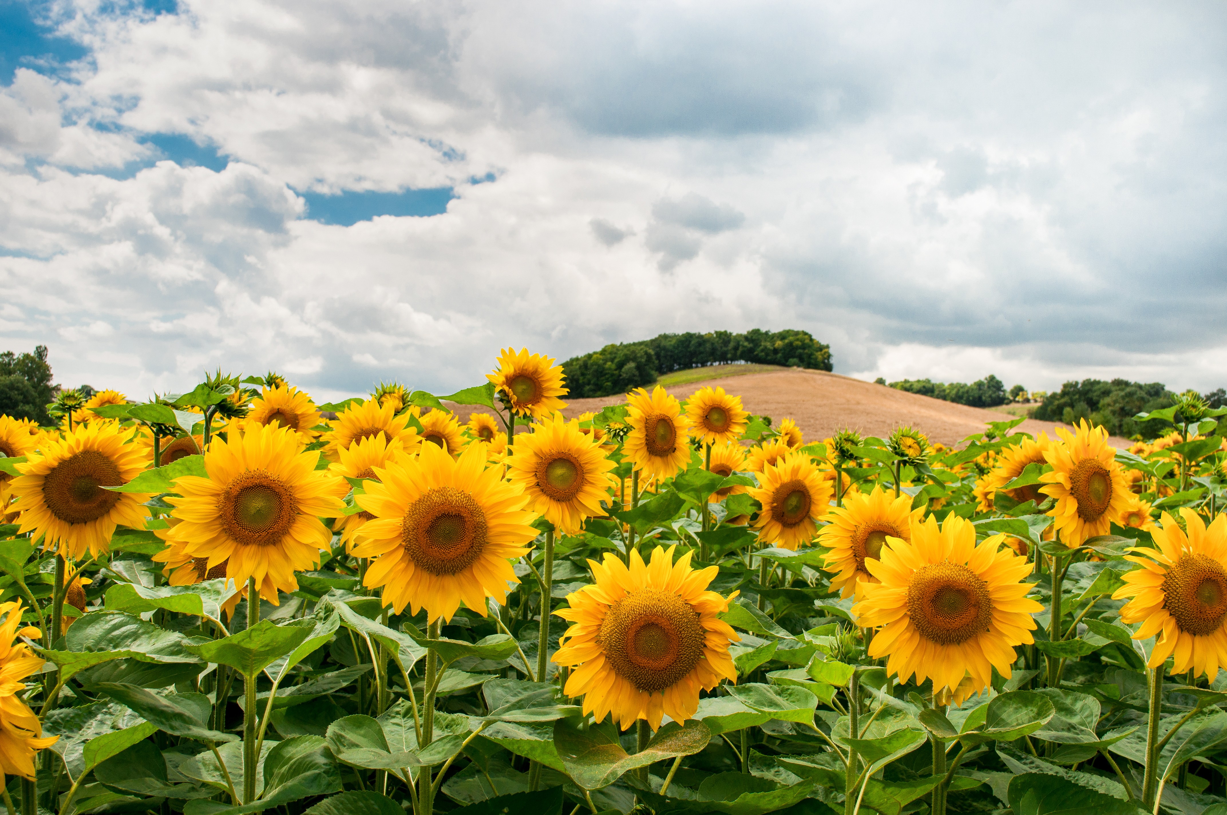 Обои облака, поле, подсолнух, подсолнухи, холм, clouds, field, sunflower, sunflowers, hill разрешение 4288x2848 Загрузить