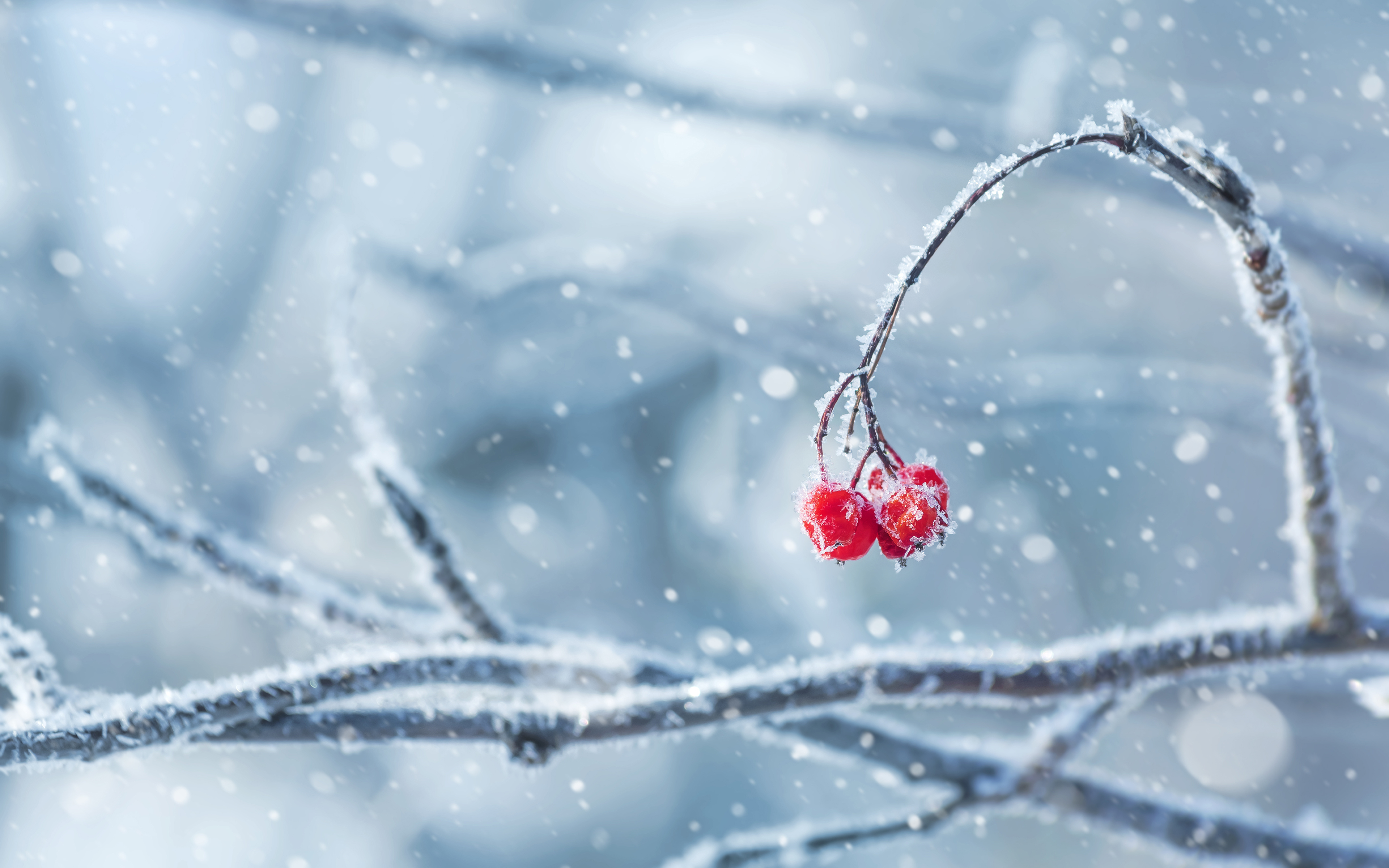 Обои снег, природа, зима, ветки, иней, ягоды, snow, nature, winter, branches, frost, berries разрешение 3840x2400 Загрузить