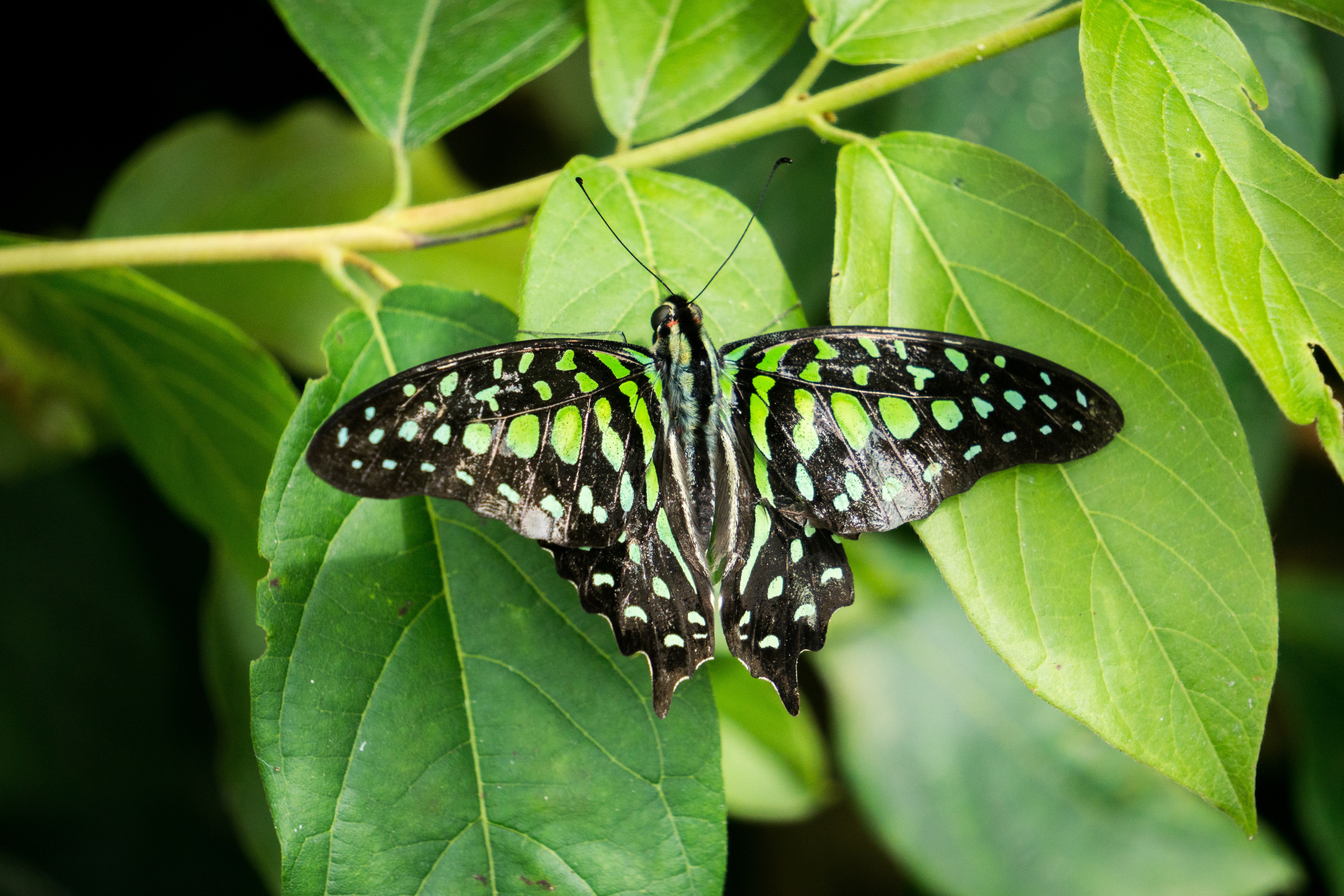 Черно зеленая бабочка