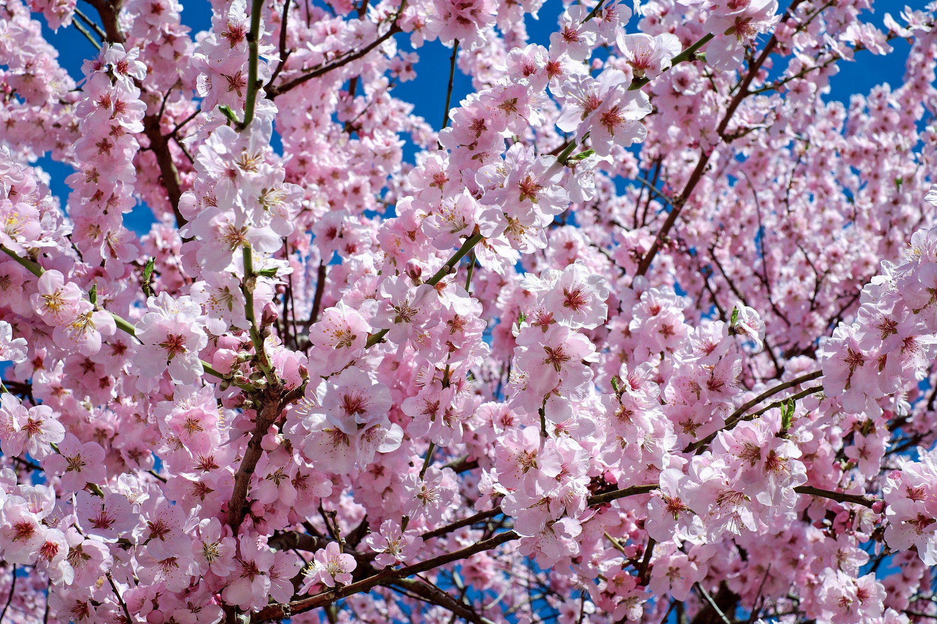 Обои цветы, природа, цветение, весна, сакура, flowers, nature, flowering, spring, sakura разрешение 1920x1280 Загрузить