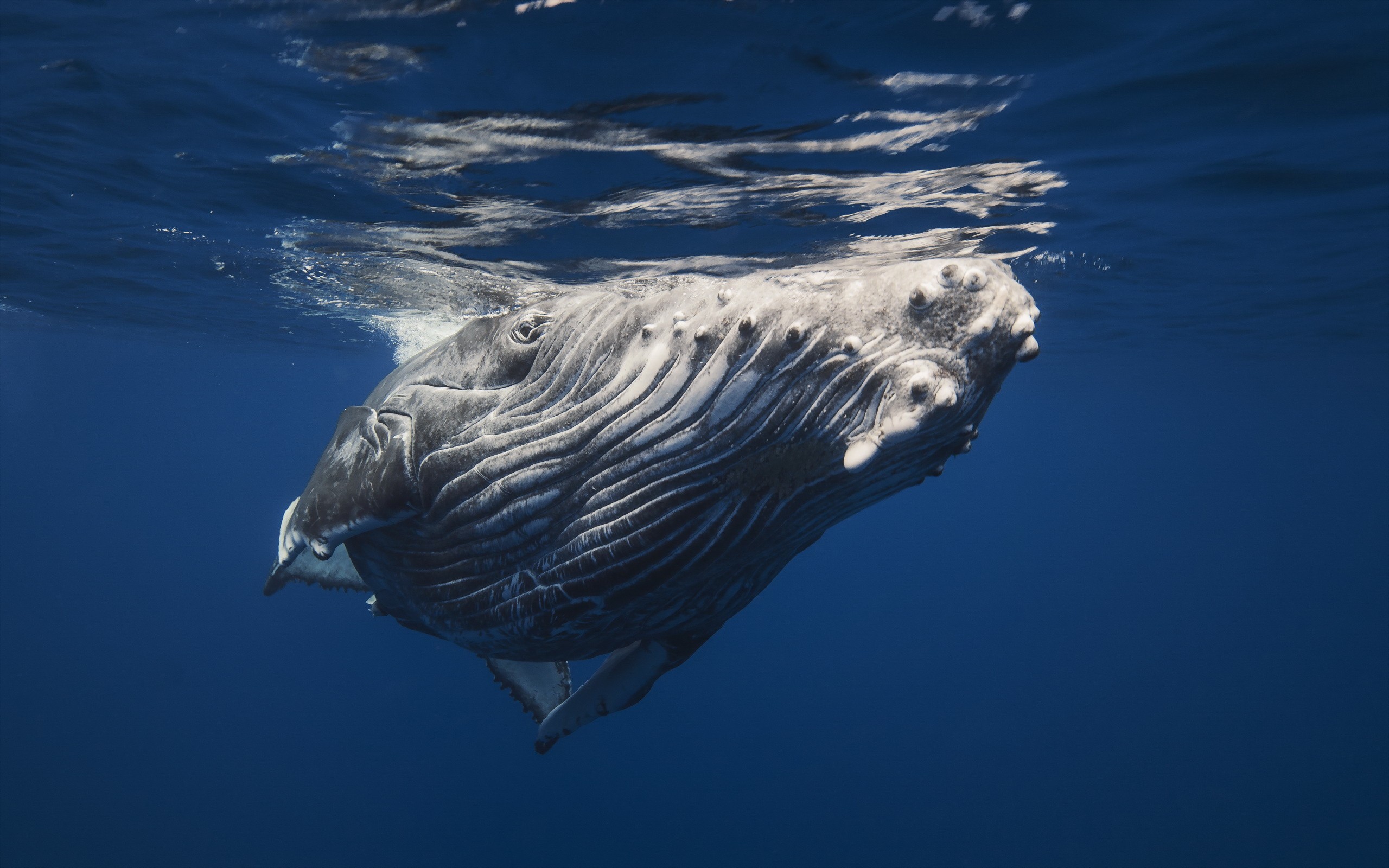 Обои кит, подводный мир, горбатый кит, kit, underwater world, humpback whale разрешение 2560x1600 Загрузить