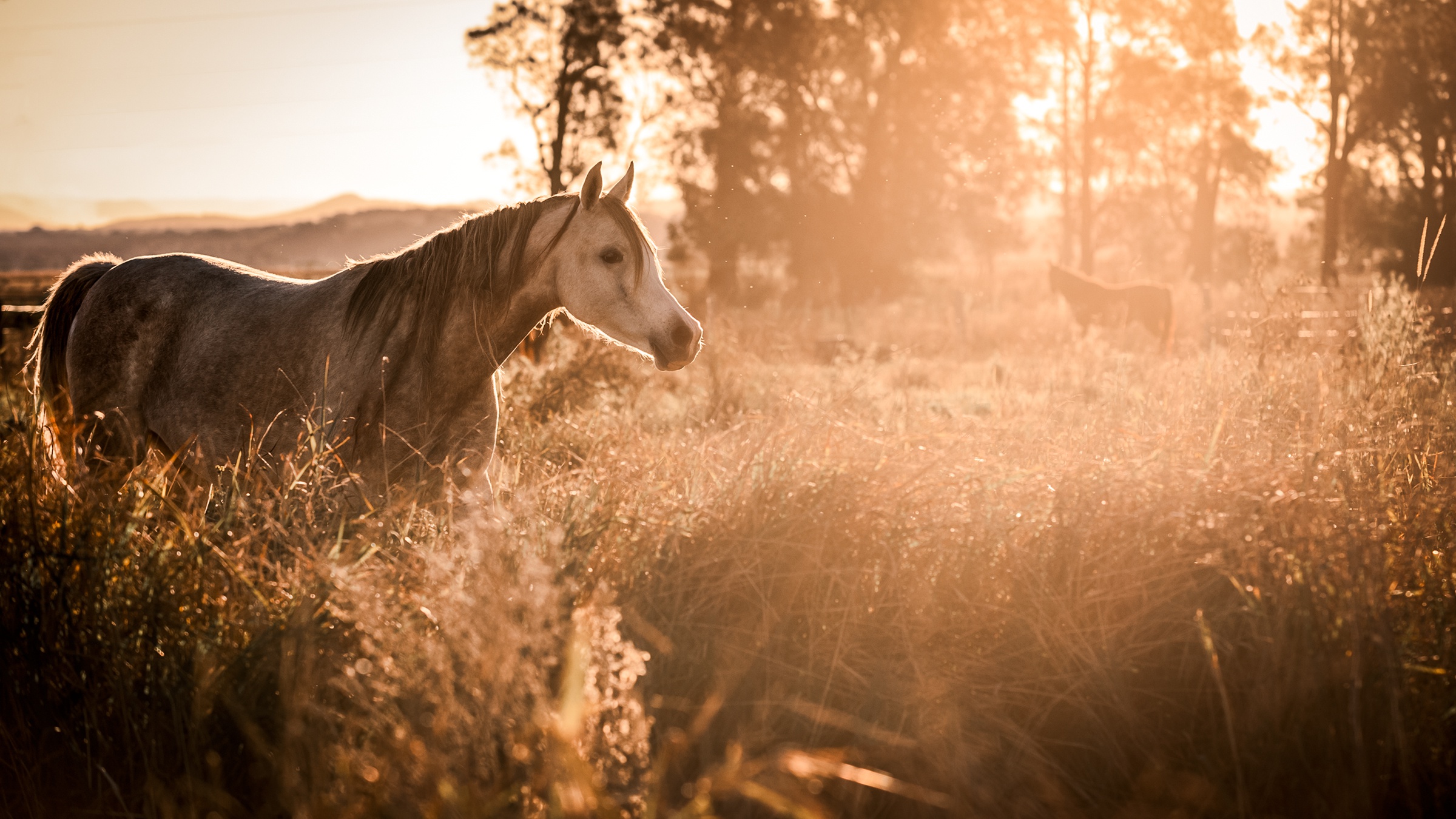 Обои кони, небо, конь, лошадь, лес, пейзаж, утро, туман, поле, закат солнца, horses, the sky, horse, forest, landscape, morning, fog, field, sunset разрешение 2400x1350 Загрузить