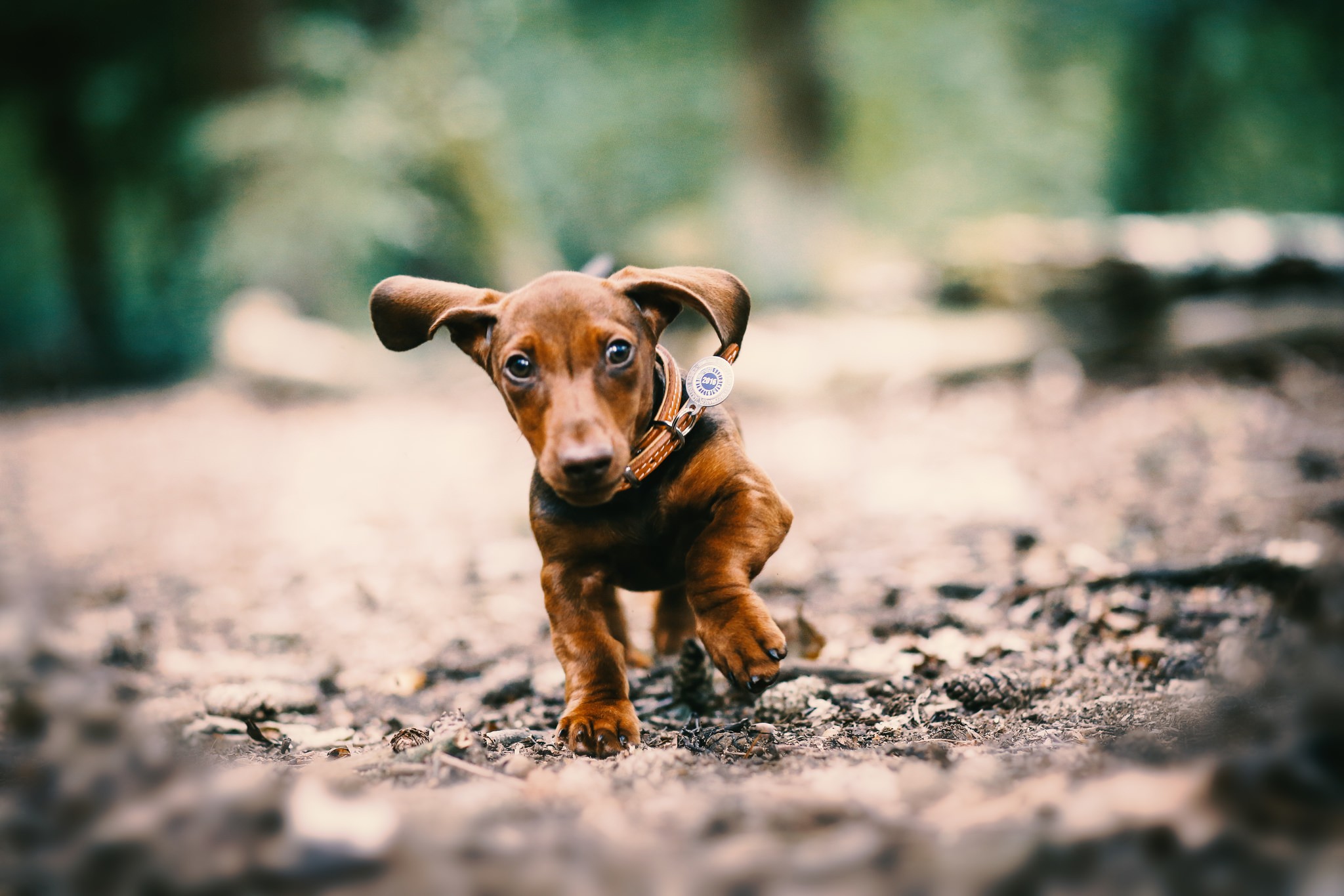 Обои глаза, мордочка, собака, щенок, уши, ошейник, такса, лапки, eyes, muzzle, dog, puppy, ears, collar, dachshund, legs разрешение 2048x1365 Загрузить