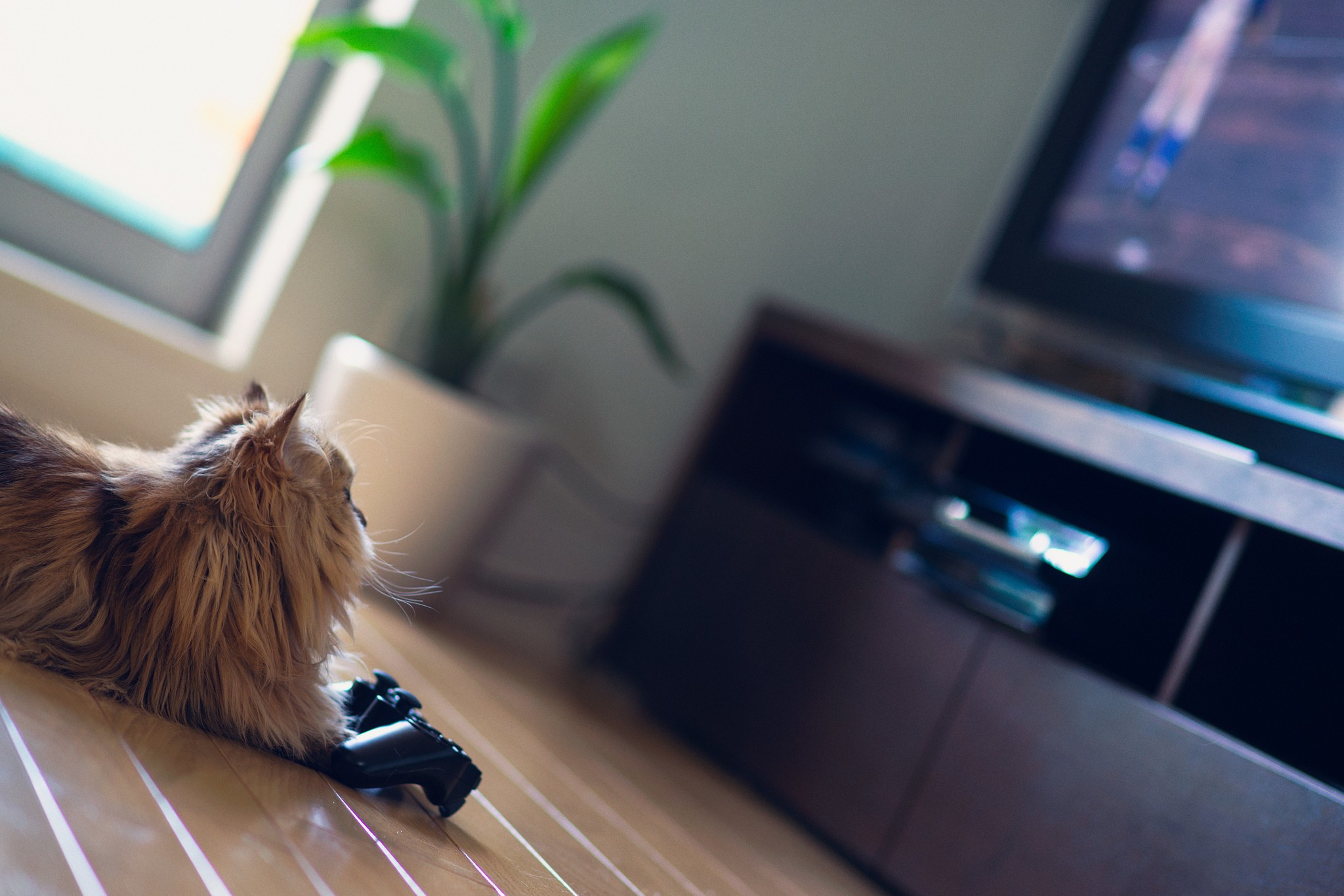 Собака смотрит ютуб. Кот на телевизоре. Котик и телевизор. Кошка на телевизоре. Котенок на ламинате.