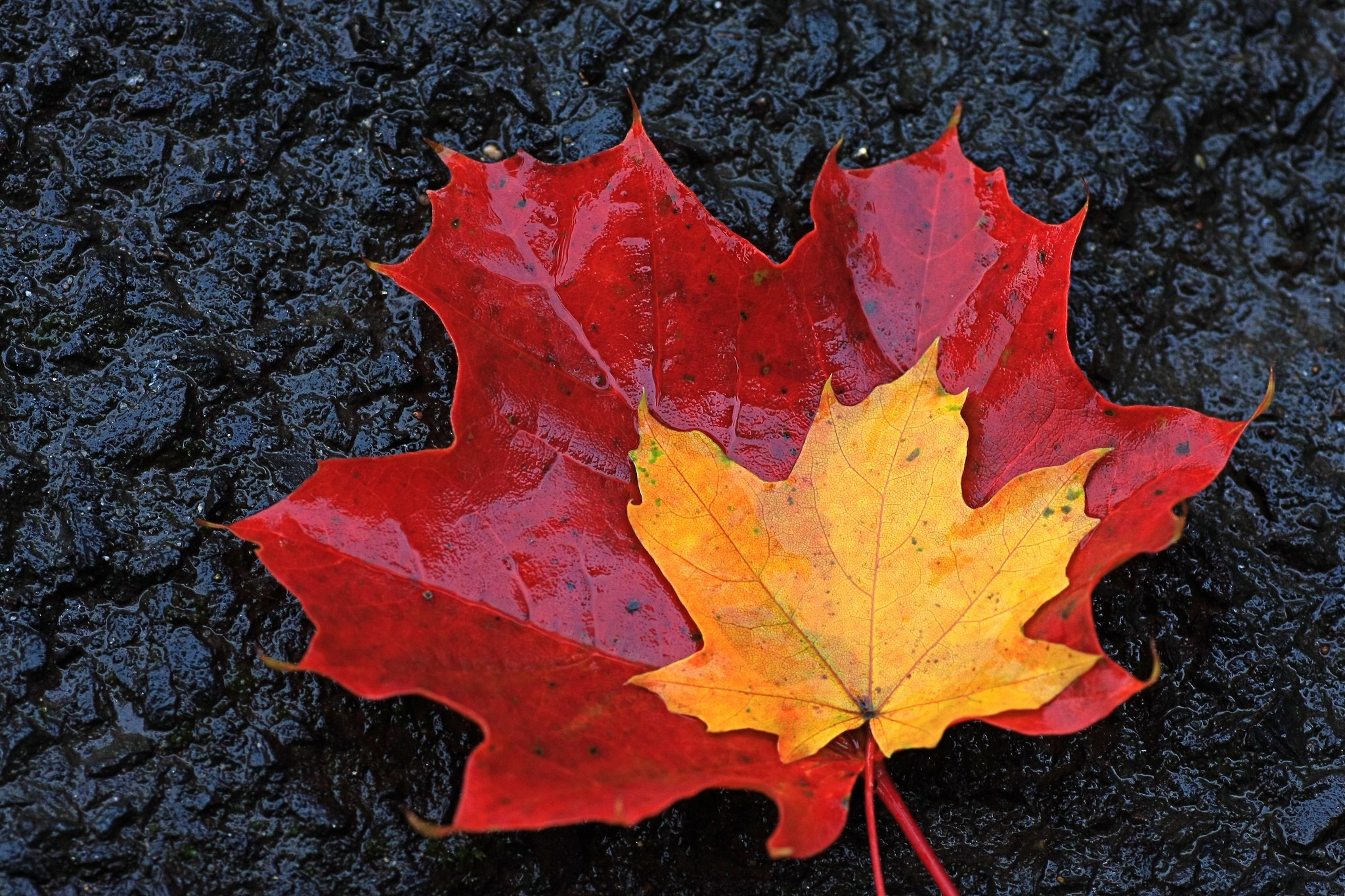 Обои желтый, листья, осень, красный, кленовые листья, yellow, leaves, autumn, red, maple leaves разрешение 2048x1365 Загрузить
