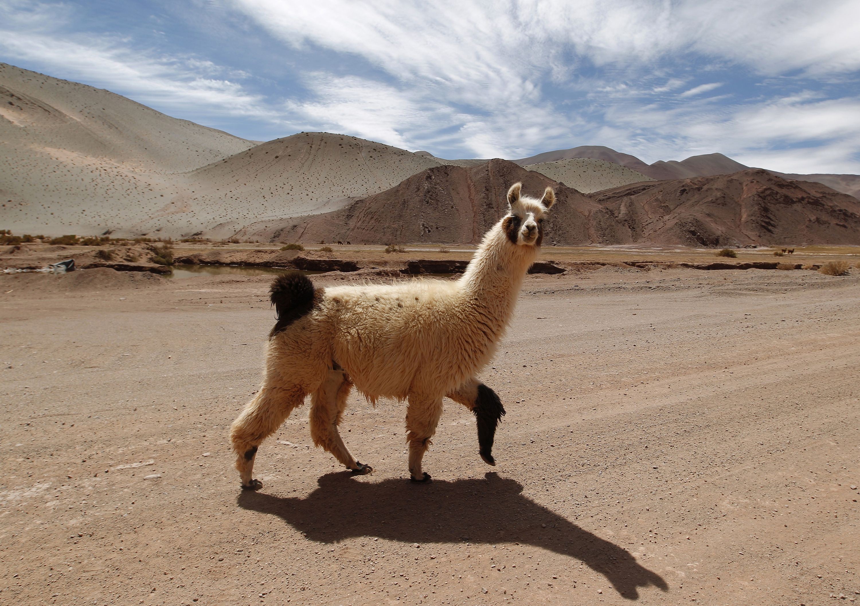 Обои дорога, горы, тень, животное, лама, альпака, альпаки, road, mountains, shadow, animal, lama, alpaca разрешение 3000x2113 Загрузить