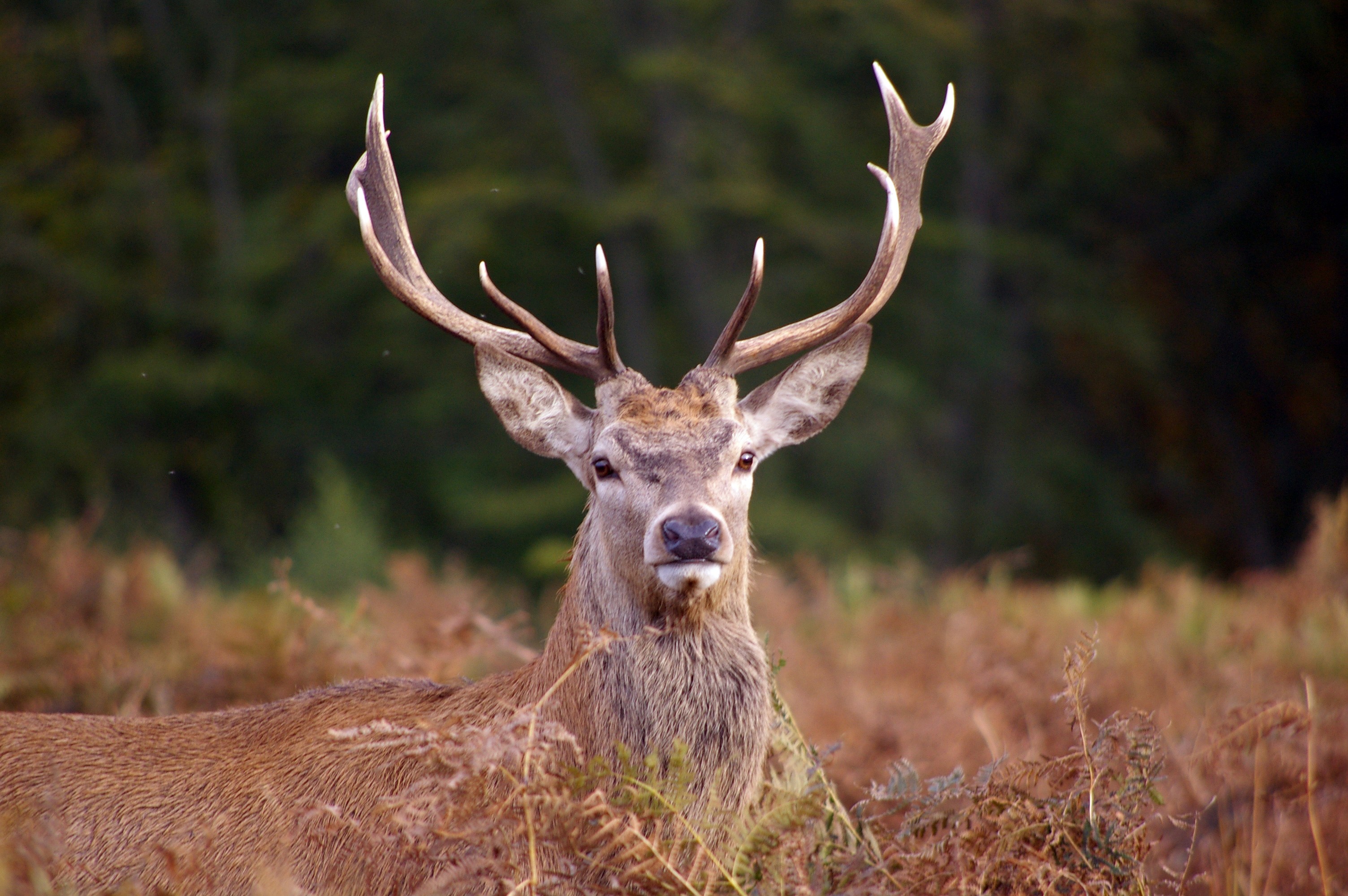 Обои морда, олень, взгляд, рога, сухая трава, благородный олень, face, deer, look, horns, dry grass, red deer разрешение 3008x2000 Загрузить