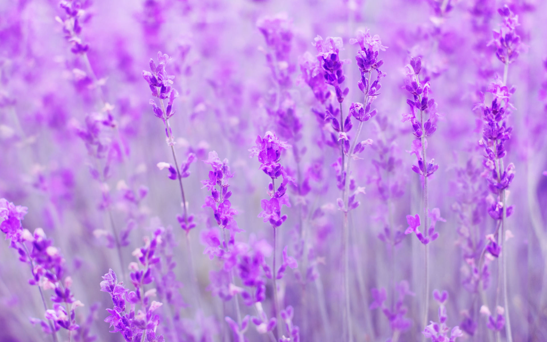 Обои цветы, поле, лаванда, размытость, flowers, field, lavender, blur разрешение 1920x1200 Загрузить