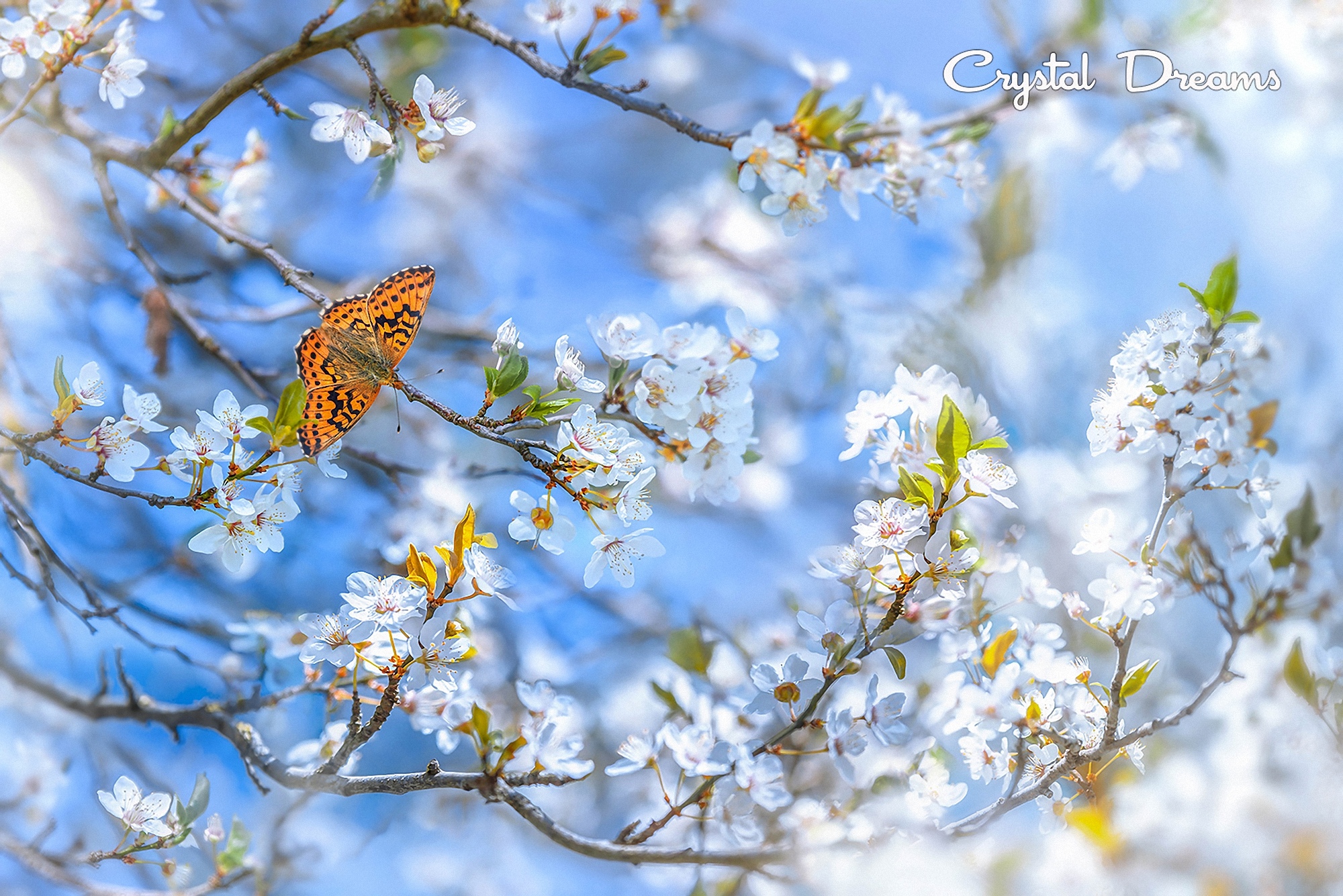 Бабочки весной картинки. Весенние цветы. Весенняя природа.