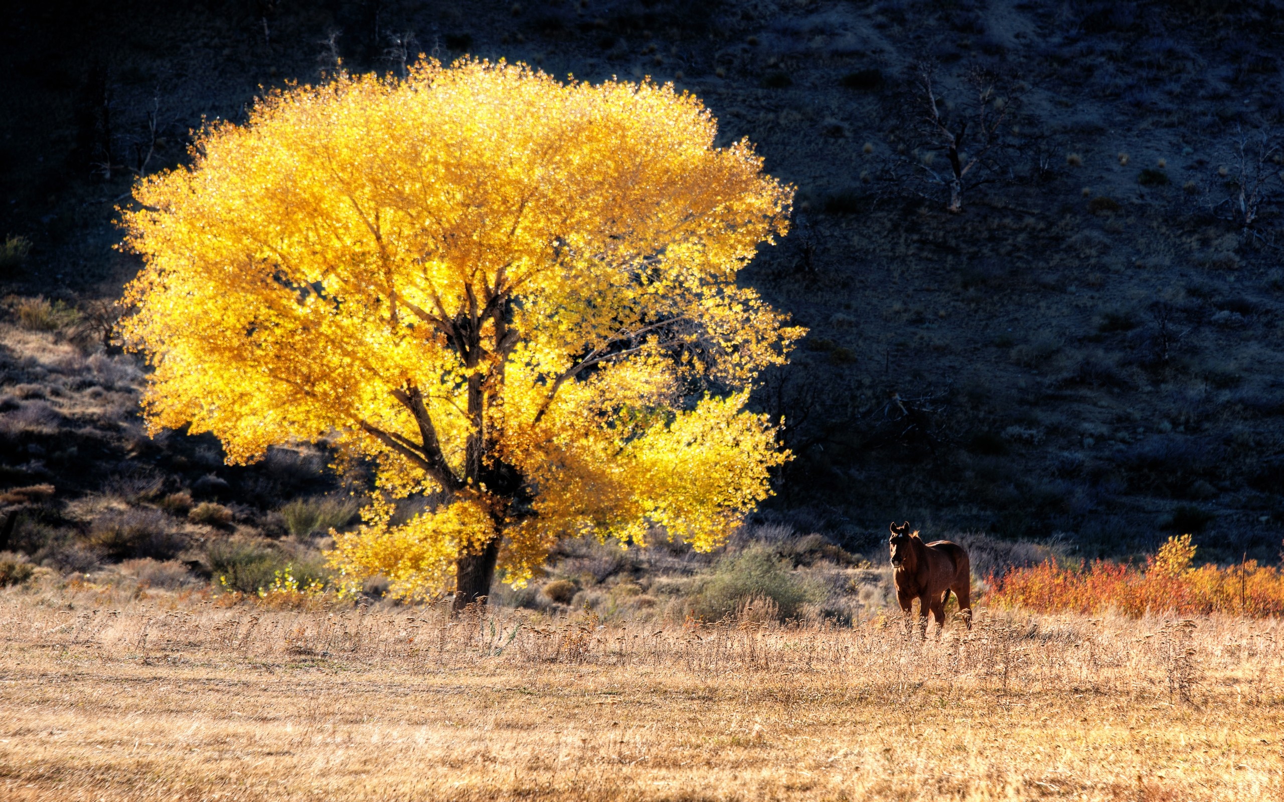 Обои лошадь, дерево, поле, осень, конь, сухая трава, лошадь возле дерева, horse, tree, field, autumn, dry grass, the horse near the tree разрешение 2560x1600 Загрузить