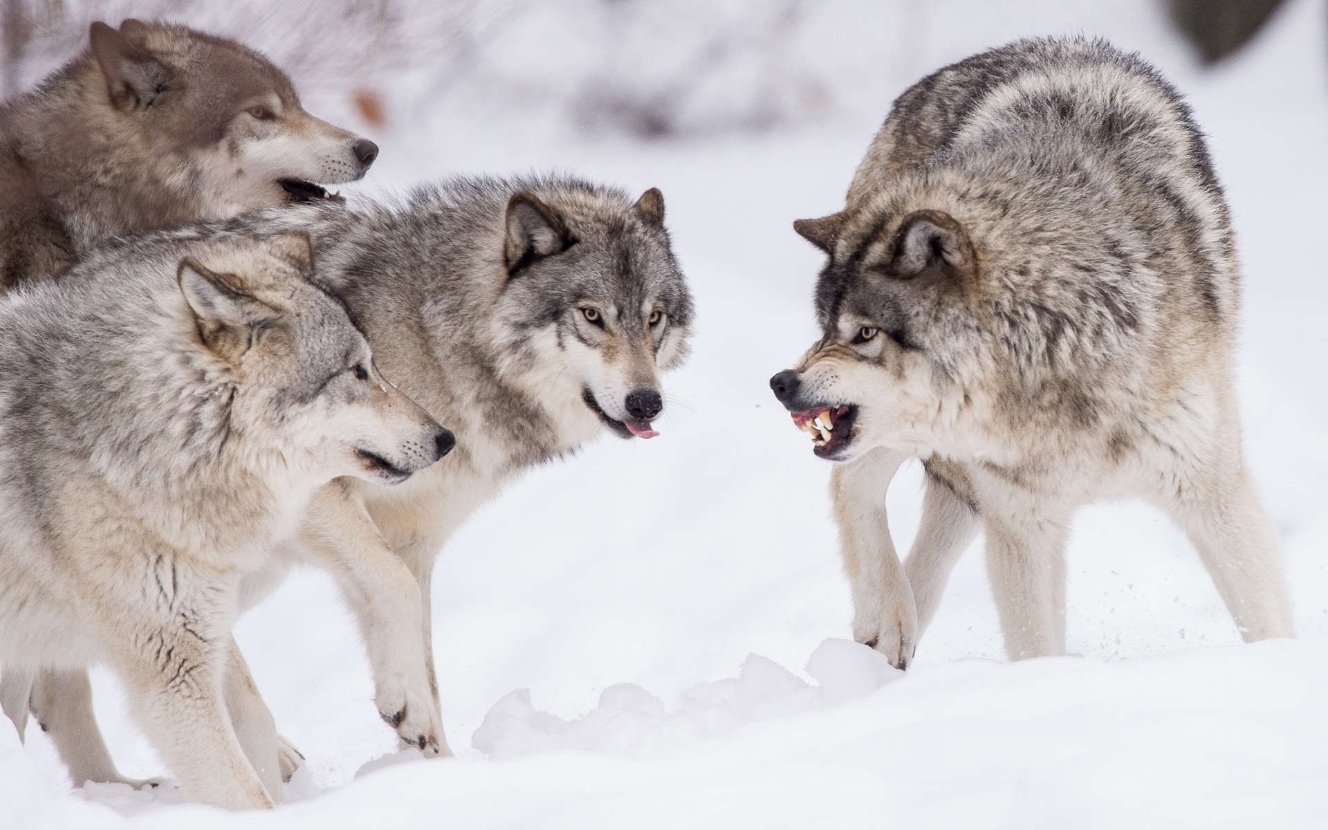 Обои снег, природа, хищник, волки, стая, волк, snow, nature, predator, wolves, pack, wolf разрешение 1920x1200 Загрузить