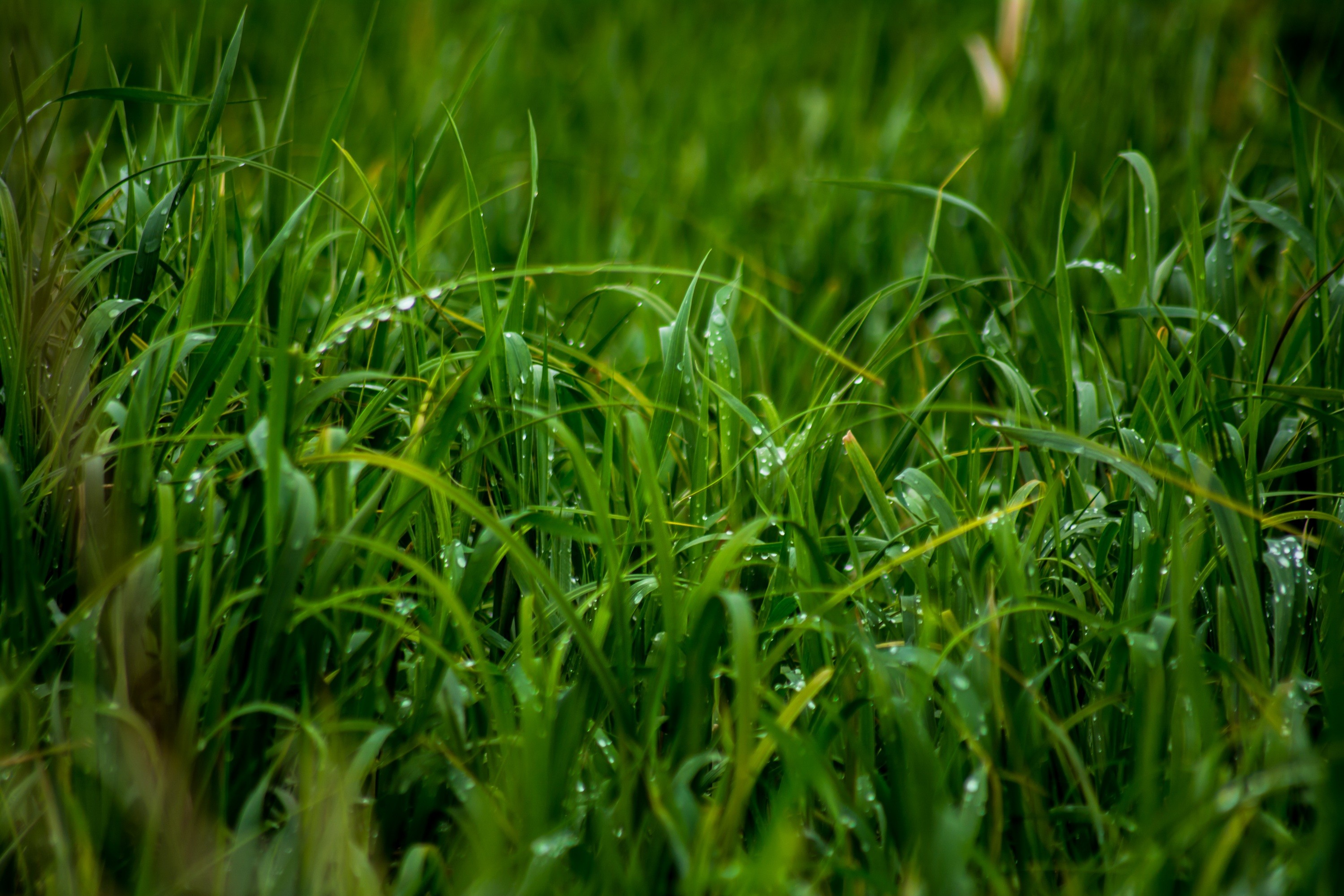 Обои трава, природа, роса, зелёная трава, крупным планом, капли дождя, grass, nature, rosa, green grass, closeup, raindrops разрешение 3000x2000 Загрузить