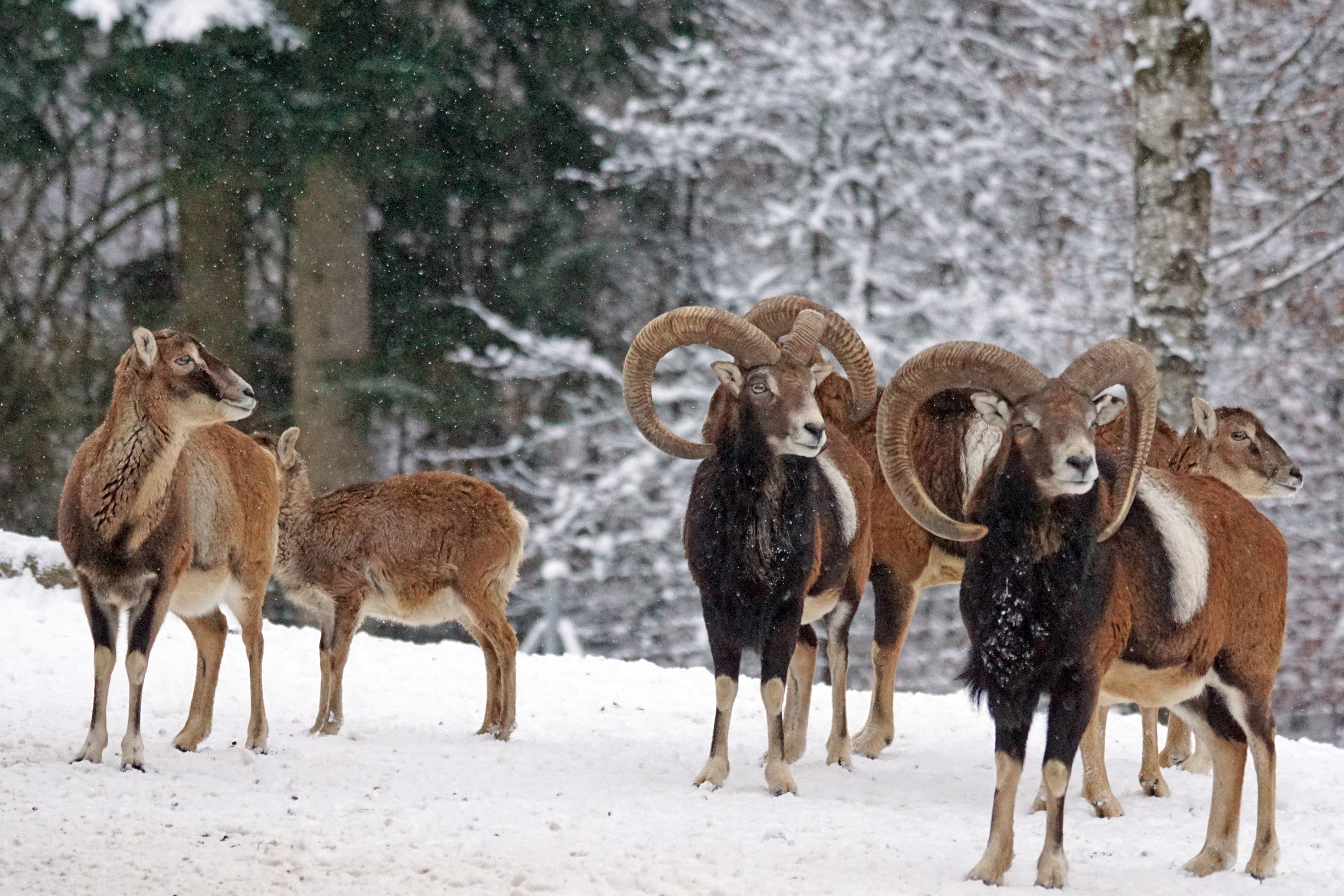 Обои снег, зима, рога, муфлон, бараны, горный баран, snow, winter, horns, mouflon, sheep разрешение 6000x4000 Загрузить