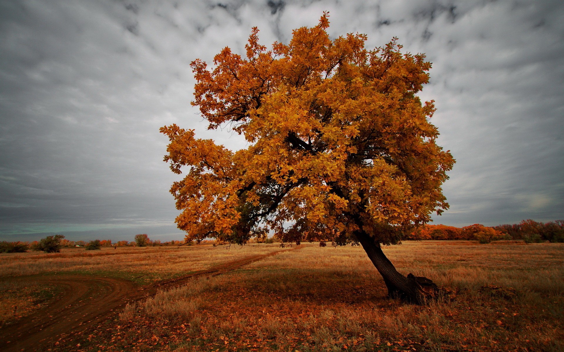 Обои природа, дерево, пейзаж, поле, осень, nature, tree, landscape, field, autumn разрешение 1920x1200 Загрузить