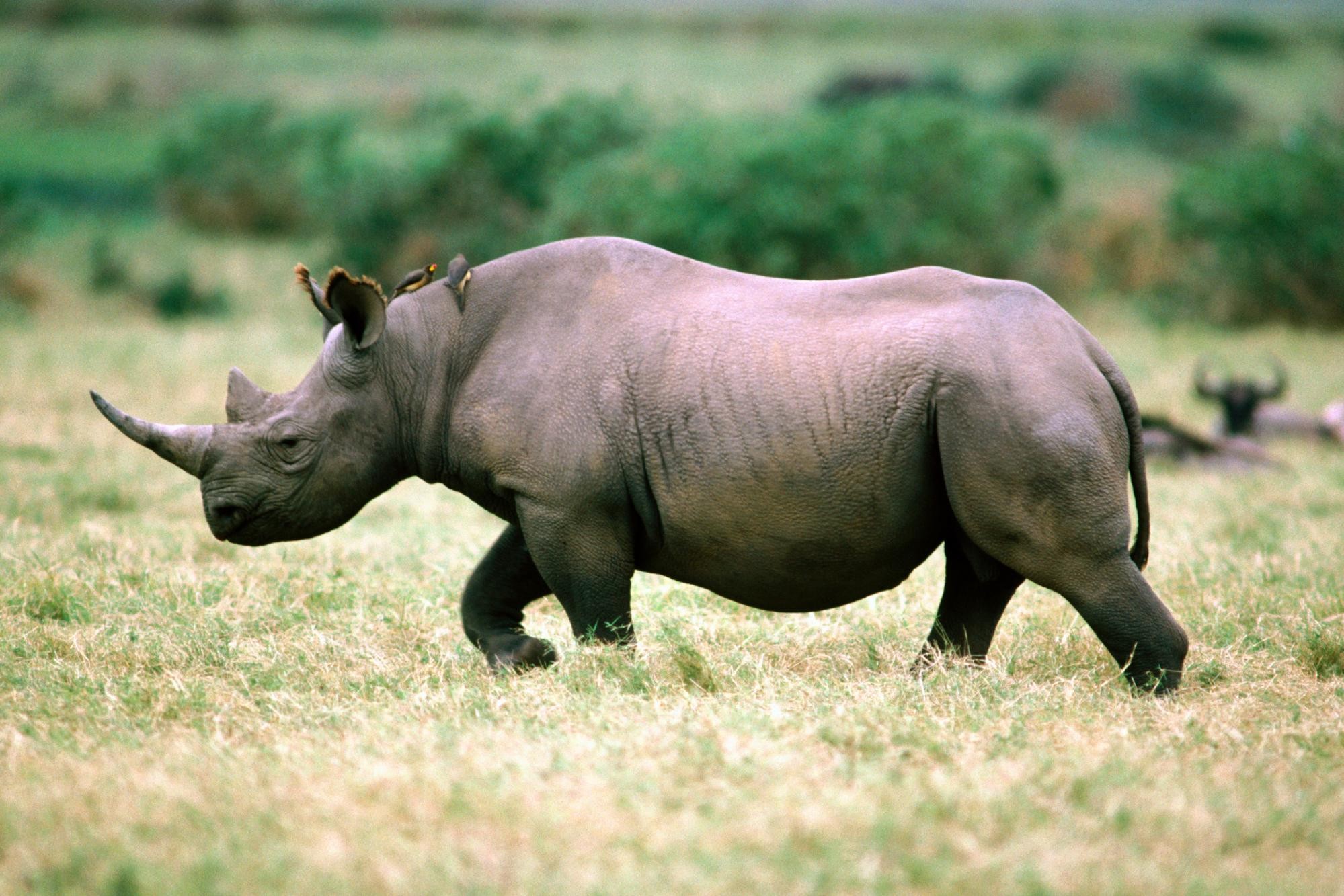 Обои трава, птицы, прогулка, носорог, grass, birds, walk, rhino разрешение 1999x1333 Загрузить