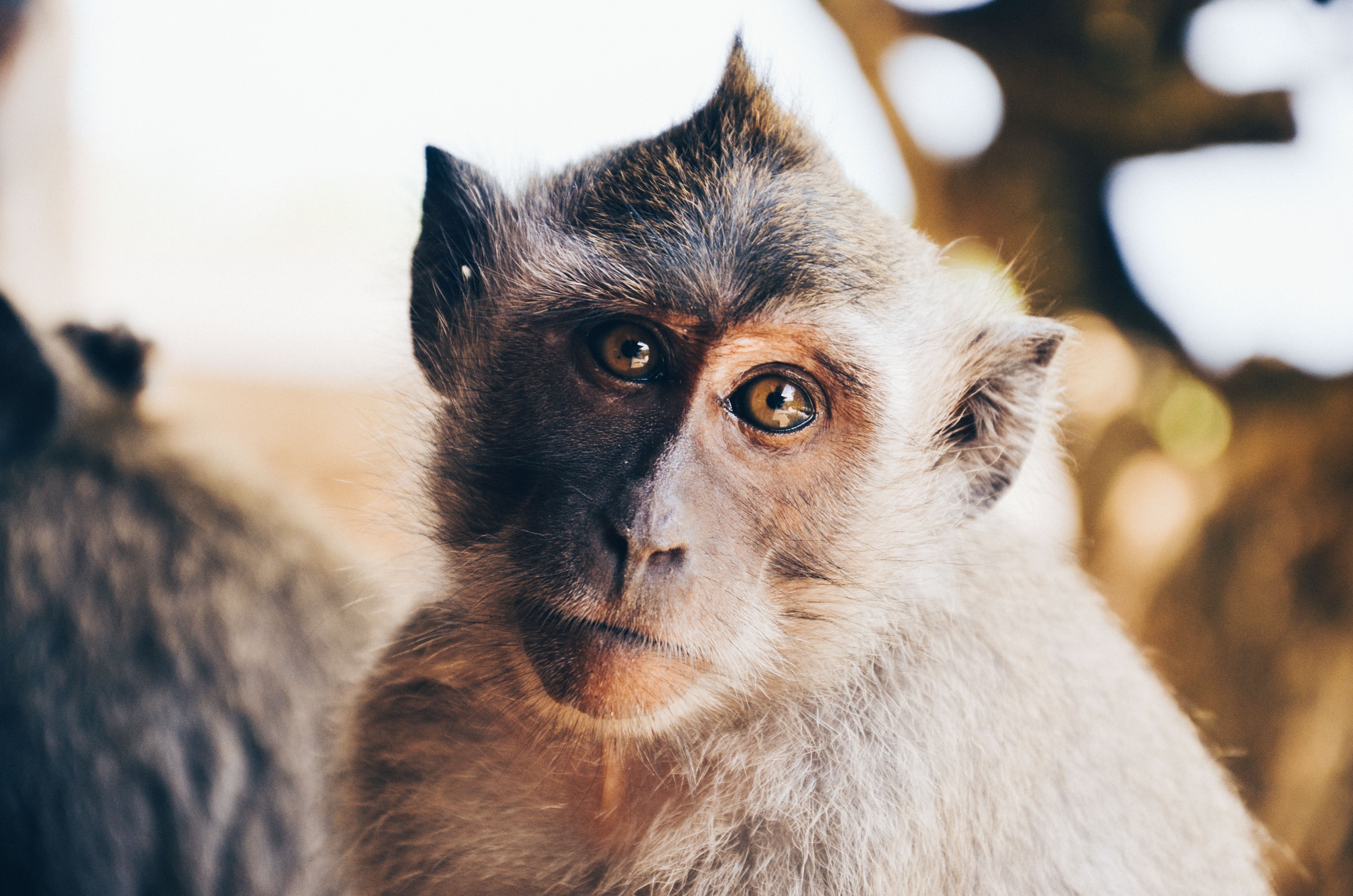 Обои портрет, взгляд, животное, обезьяна, примат, мартышка, portrait, look, animal, monkey, the primacy of разрешение 4928x3264 Загрузить