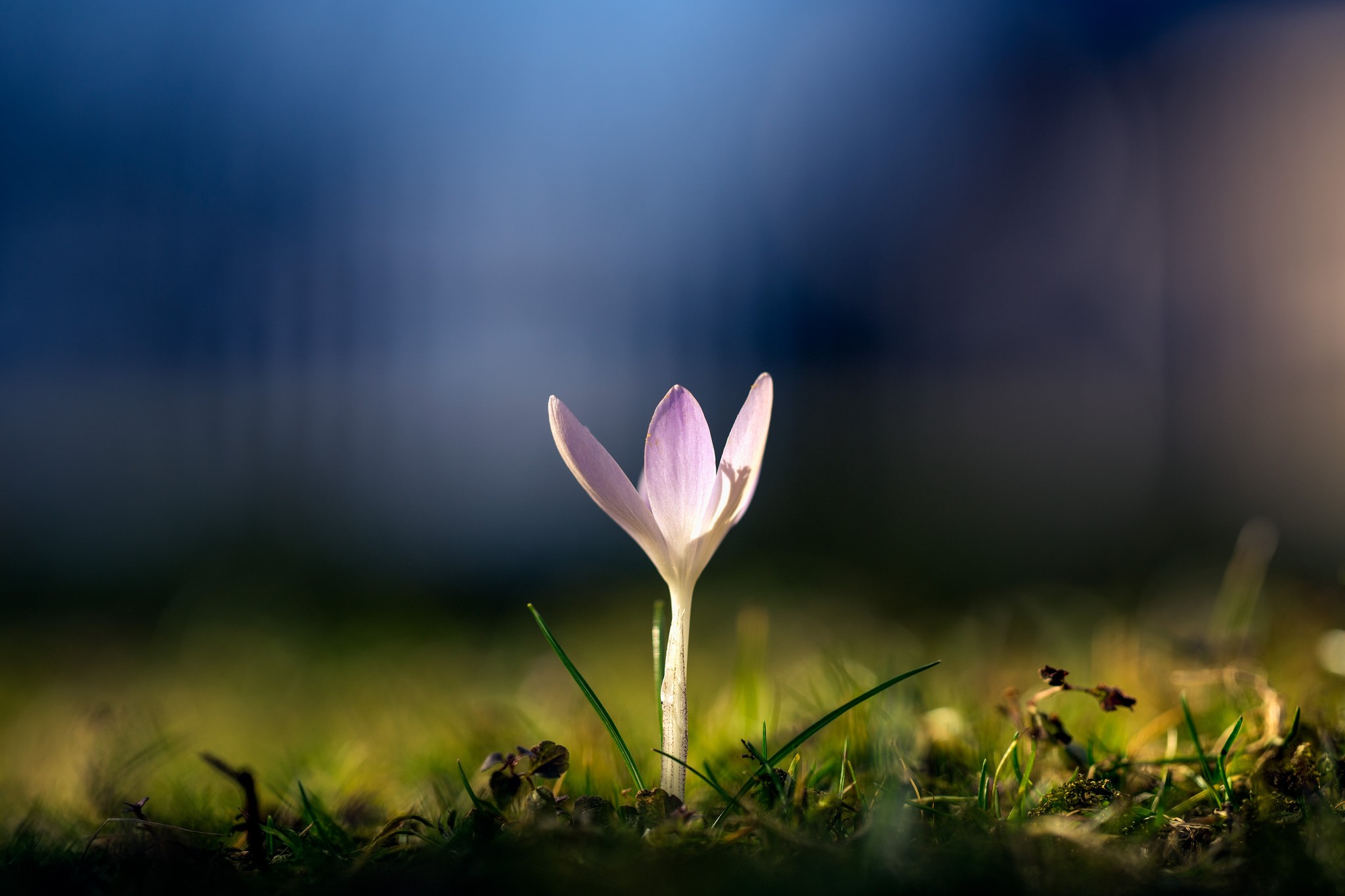 Обои природа, цветок, размытость, весна, крокус, nature, flower, blur, spring, krokus разрешение 2048x1365 Загрузить