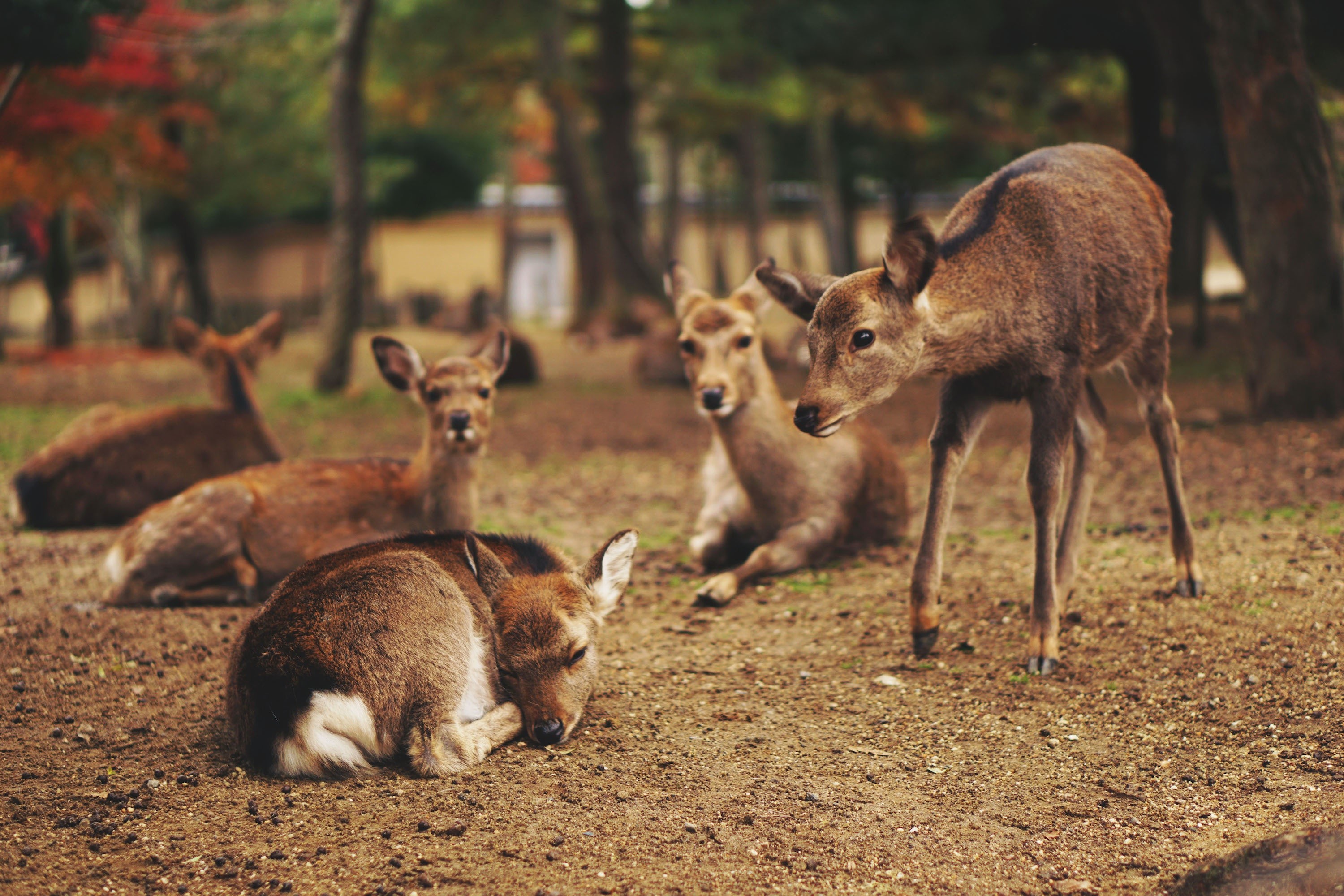 Обои природа, животные, олени, оленята, nature, animals, deer, fawns разрешение 3000x2000 Загрузить