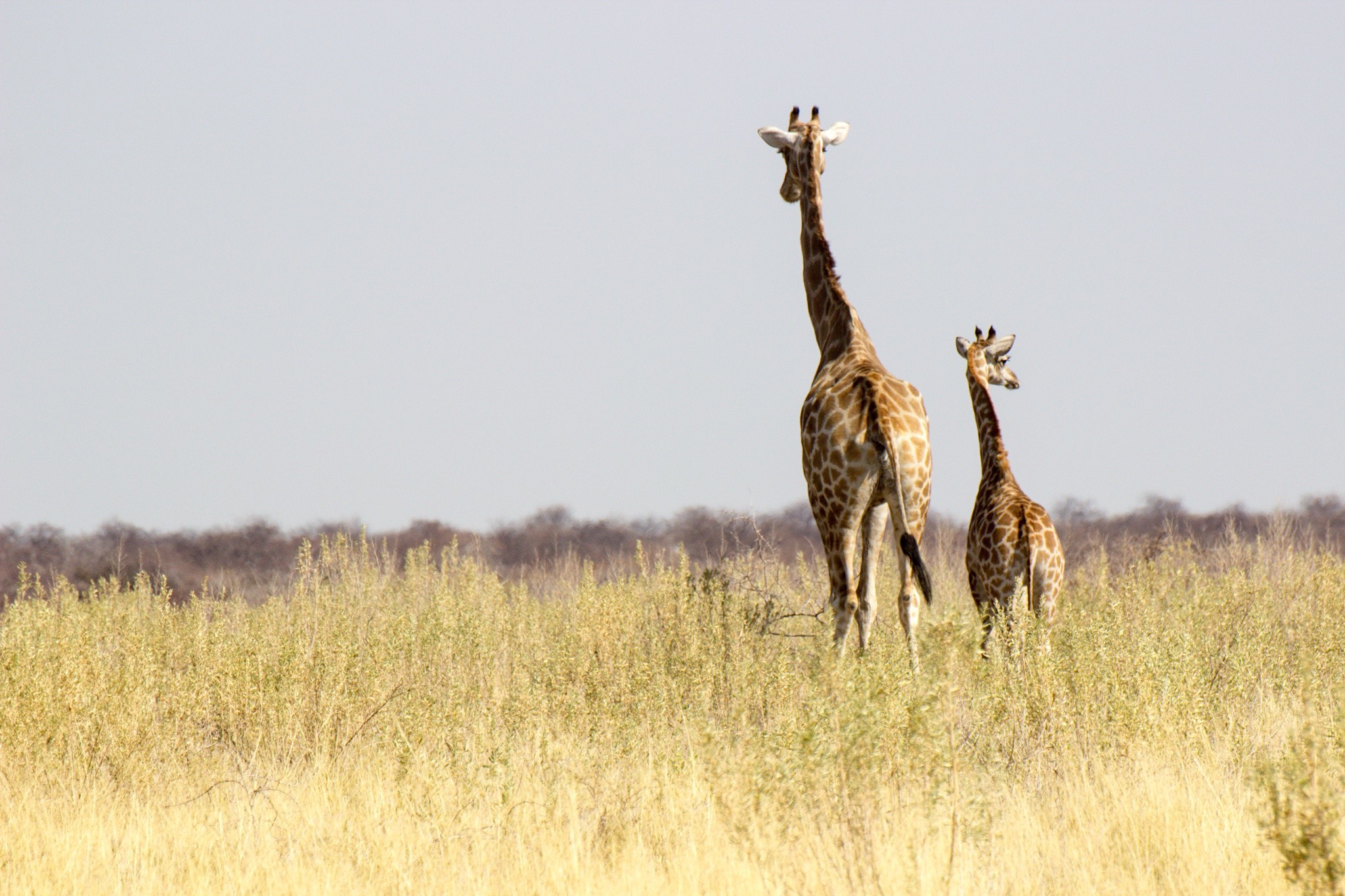 Nosey Giraffe, Africa бесплатно
