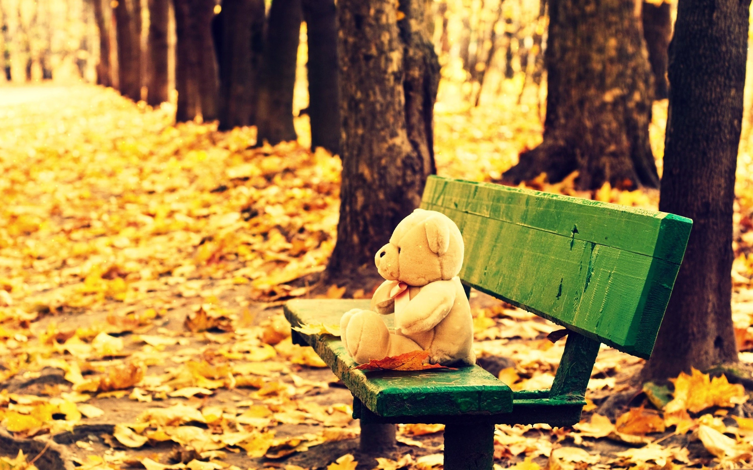 Обои осень, мишка, игрушка, скамейка, плюшевый медведь, осенние листья, autumn, bear, toy, bench, teddy bear, autumn leaves разрешение 2560x1600 Загрузить