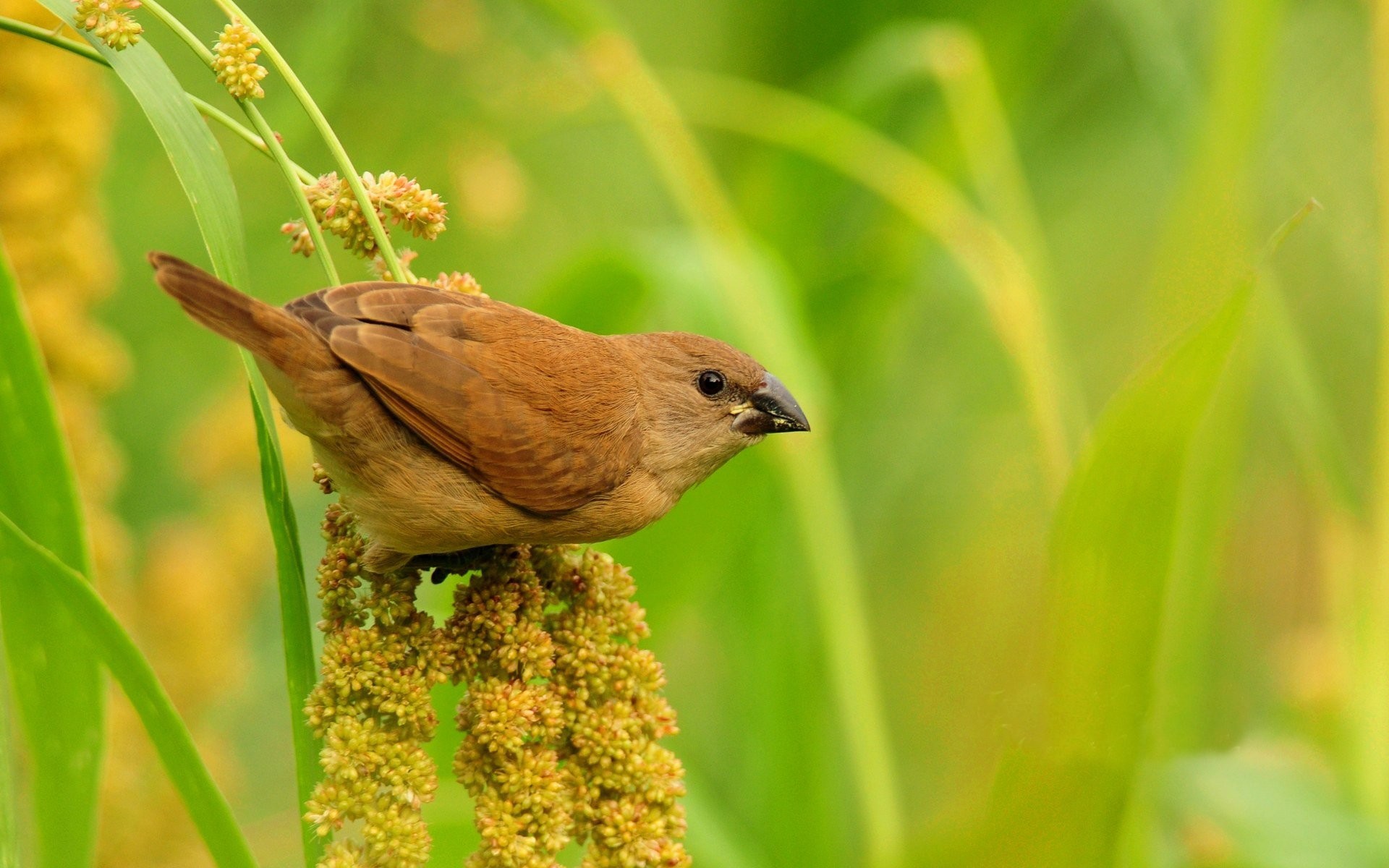 Обои природа, растения, размытость, птица, клюв, воробей, перья, nature, plants, blur, bird, beak, sparrow, feathers разрешение 1920x1200 Загрузить