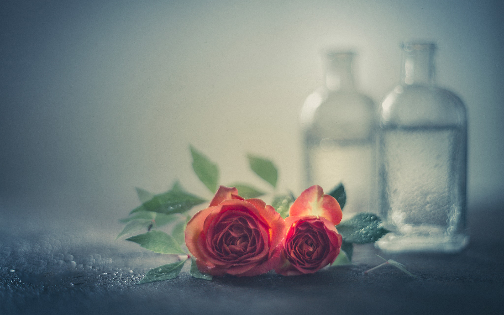 Обои цветы, вода, капли, розы, лепестки, бутылки, flowers, water, drops, roses, petals, bottle разрешение 1920x1200 Загрузить