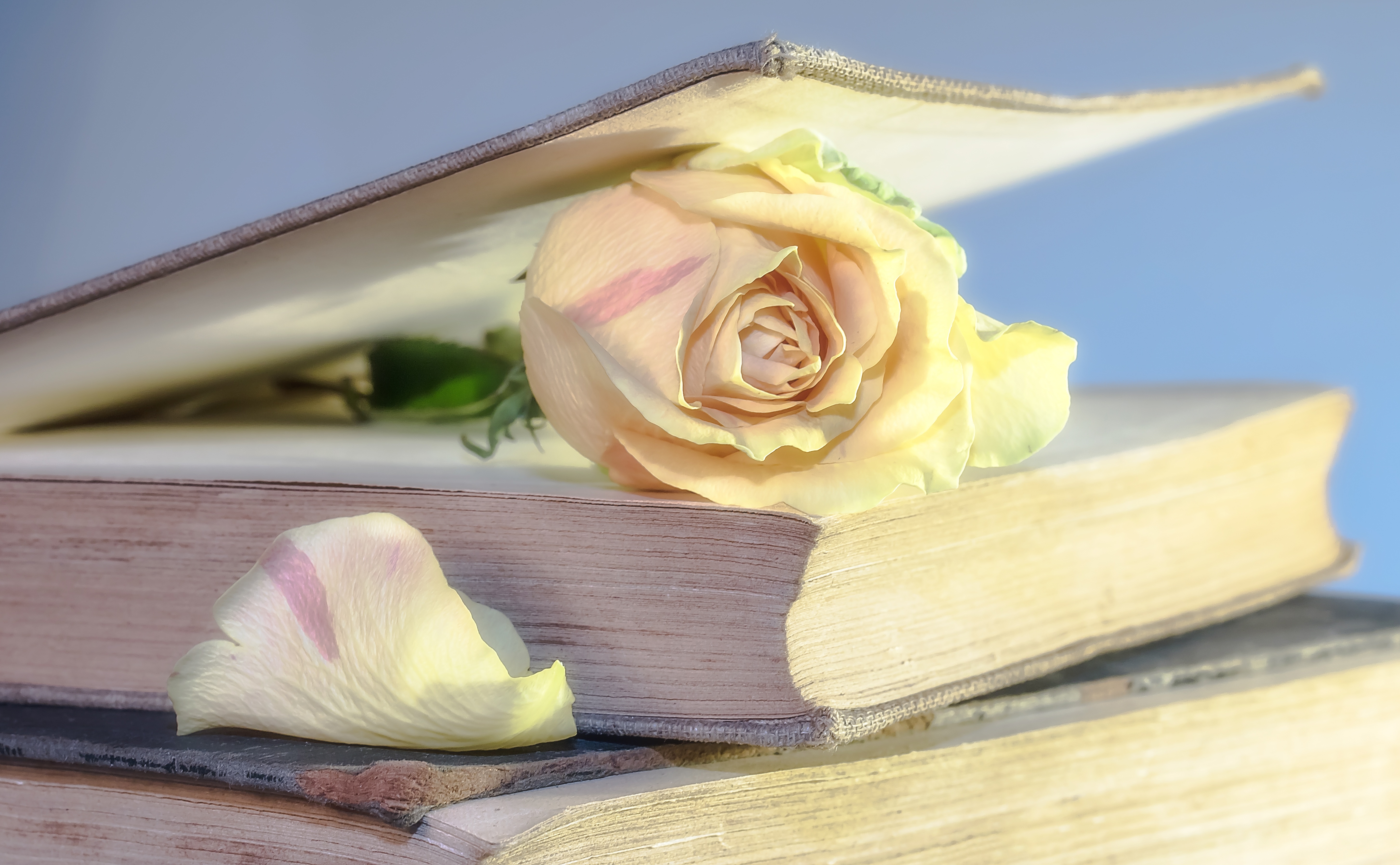 Интересно о поэзии. Книга цветы. Книги о цветах. Книга с цветами. Цветы в поэзии.