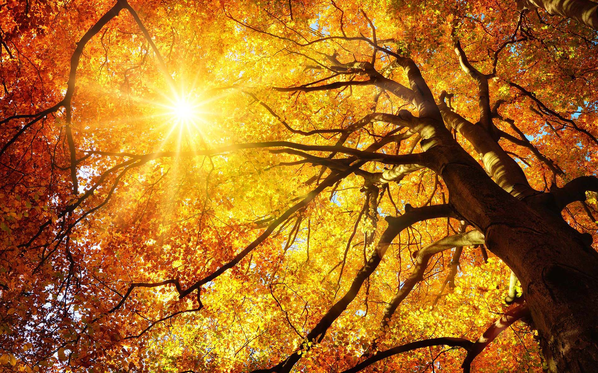 Солнце сквозь деревья снизу осень