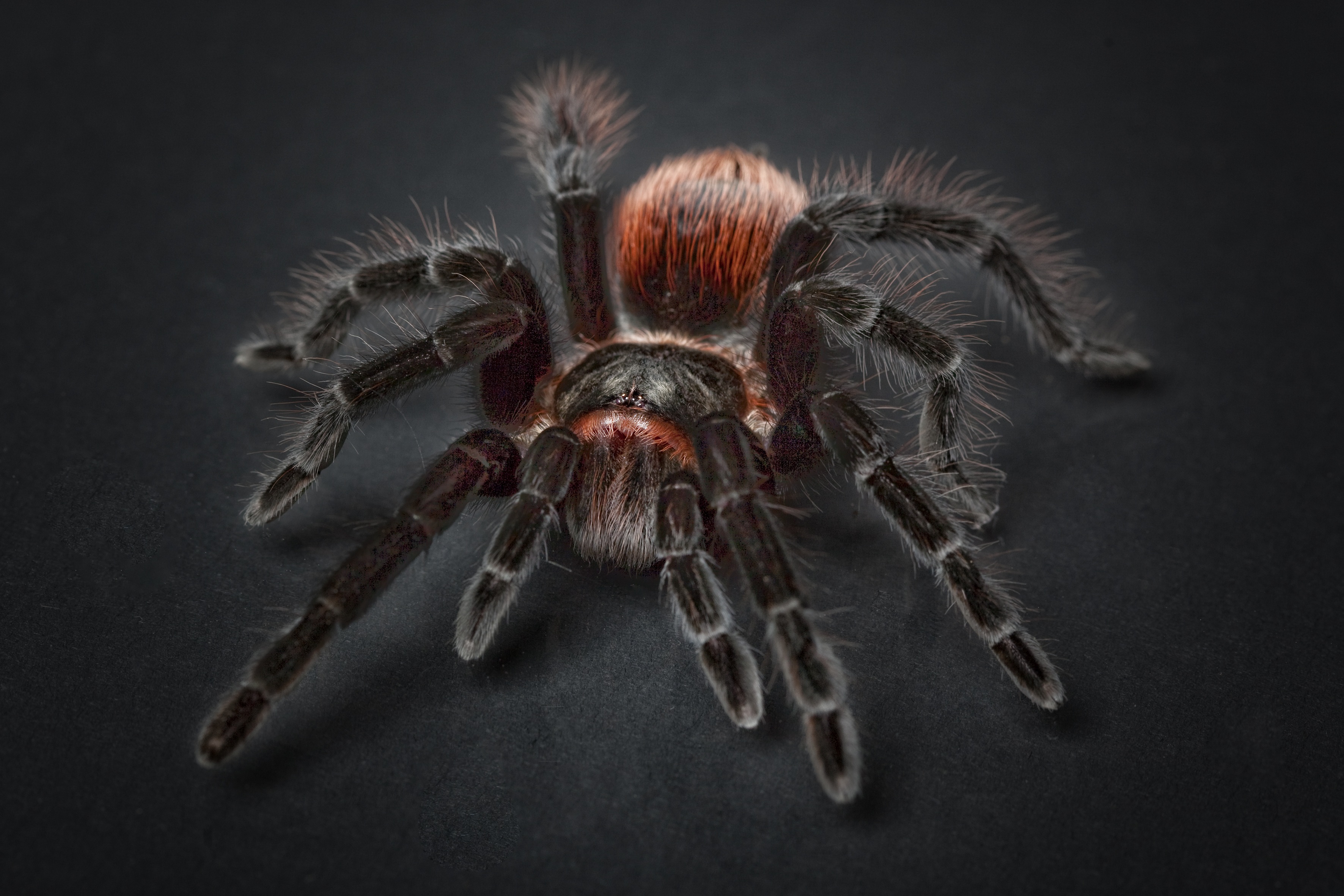Обои черный фон, паук, крупным планом, членистоногие, тарантул, black background, spider, closeup, arthropods, tarantula разрешение 3543x2362 Загрузить