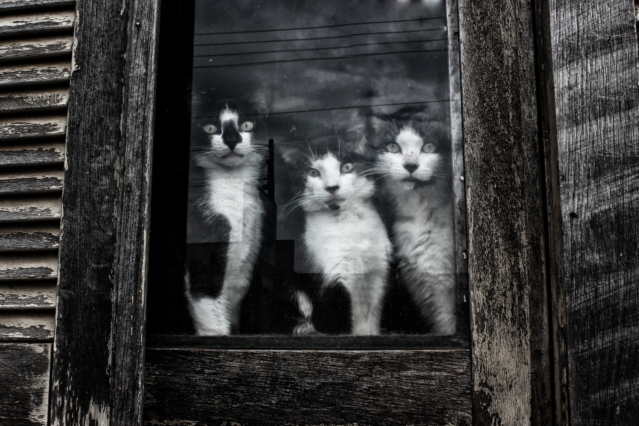 Обои взгляд, чёрно-белое, коты, окно, кошки, стекло, котята, мордочки, look, black and white, cats, window, glass, kittens, faces разрешение 2048x1365 Загрузить