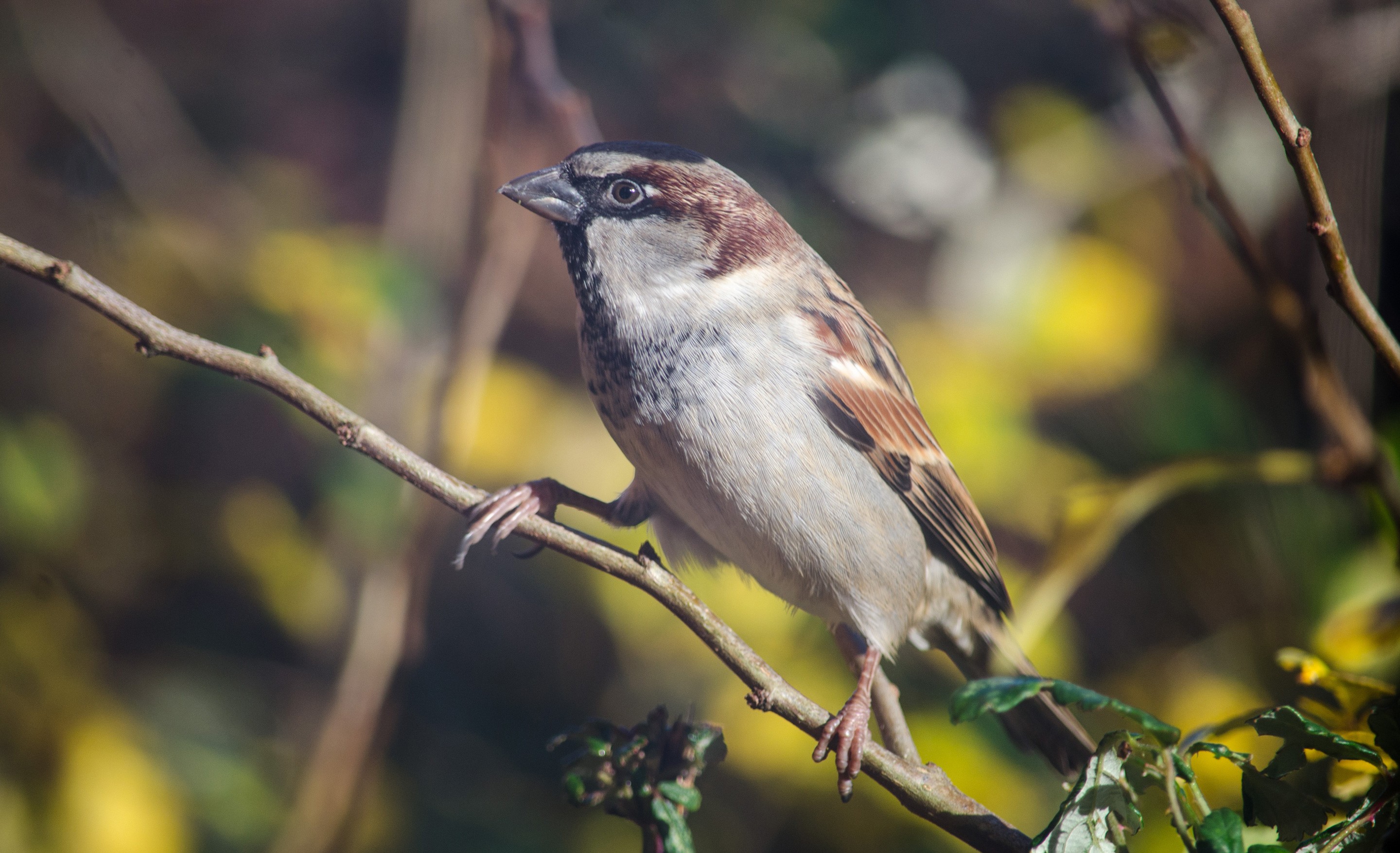 Обои ветка, птица, клюв, воробей, перья, животное, branch, bird, beak, sparrow, feathers, animal разрешение 2880x1755 Загрузить