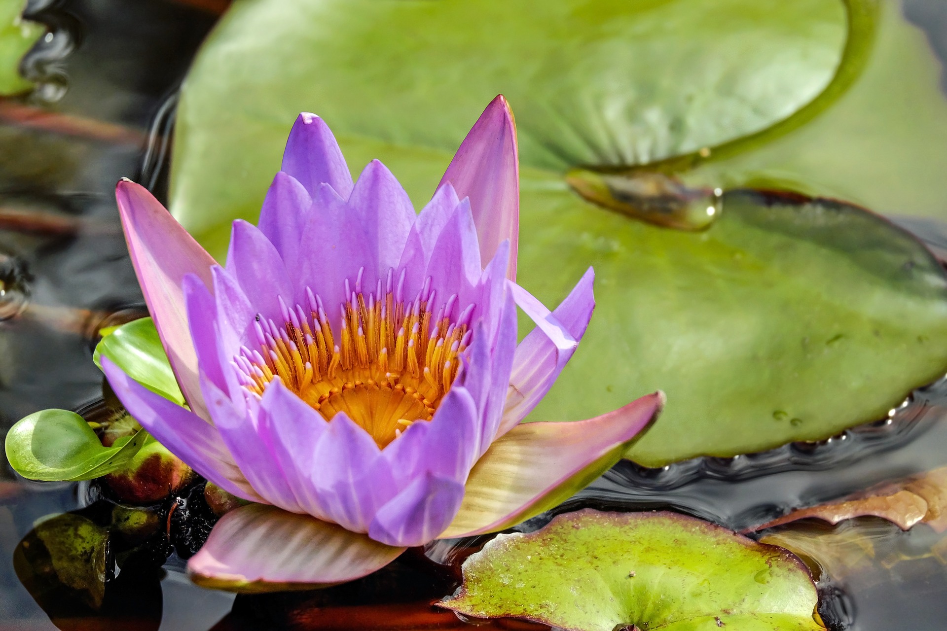 Обои вода, цветок, лилия, кувшинка, нимфея, водяная лилия, water, flower, lily, nymphaeum, water lily разрешение 1920x1280 Загрузить