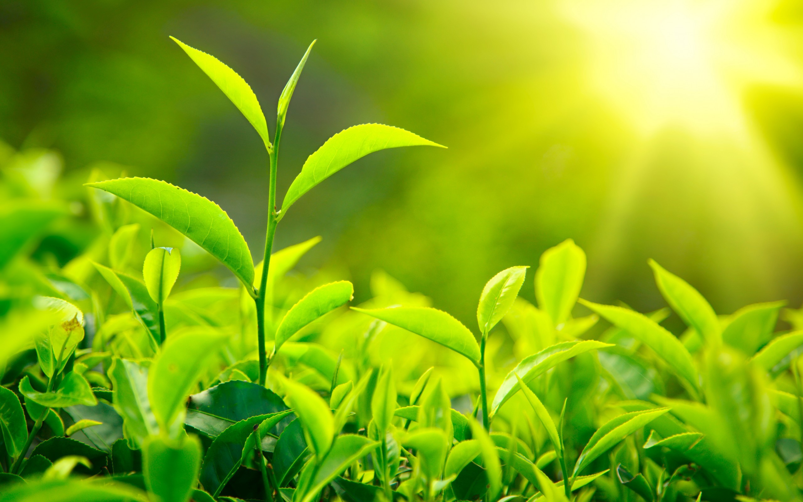 Обои природа, листья, макро, зеленые, солнечный свет, чайные, листики чая, nature, leaves, macro, green, sunlight, tea разрешение 2560x1600 Загрузить