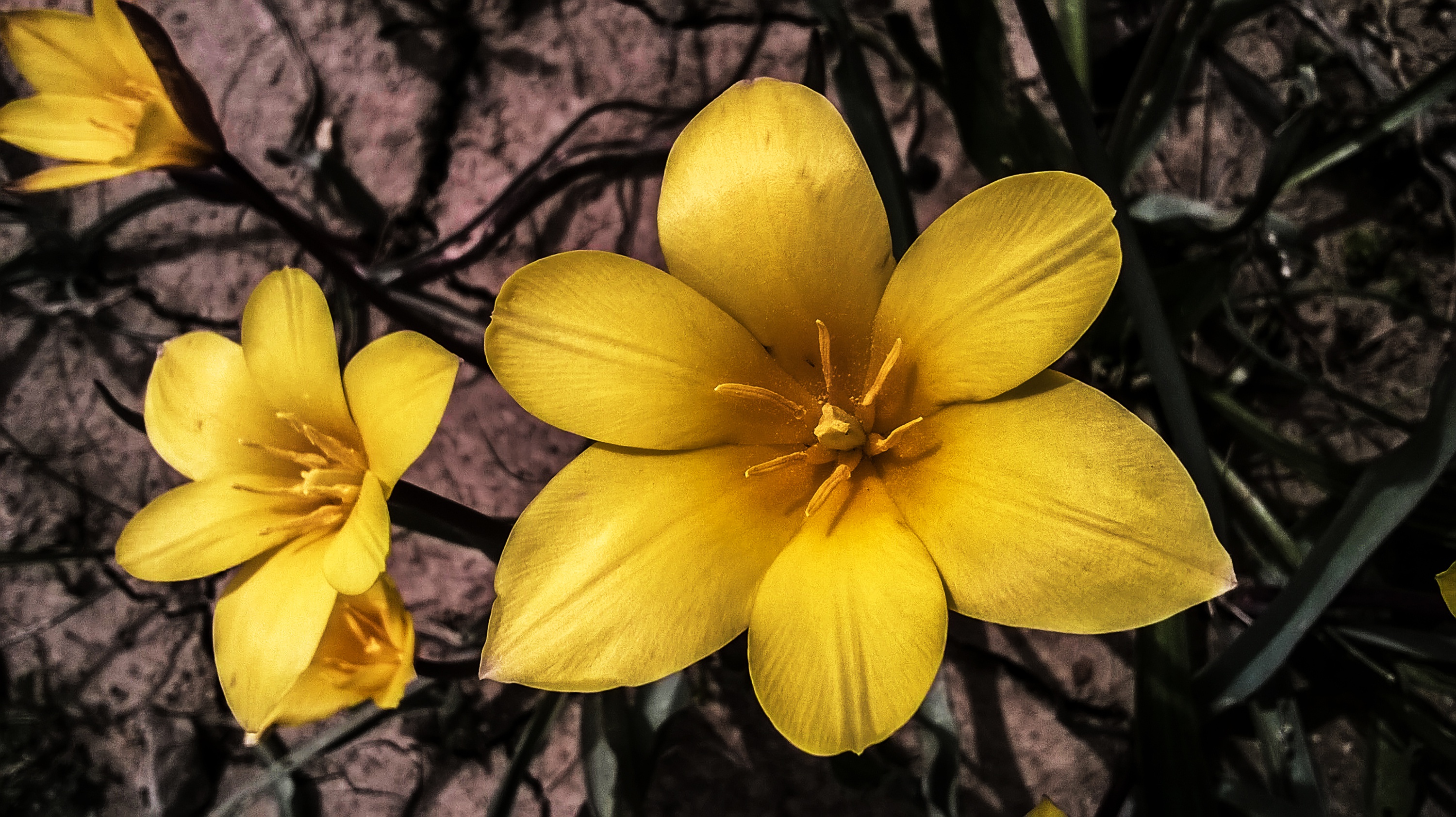 Обои лепестки, весна, тюльпаны, желтые, дикие, petals, spring, tulips, yellow, wild разрешение 3000x1685 Загрузить