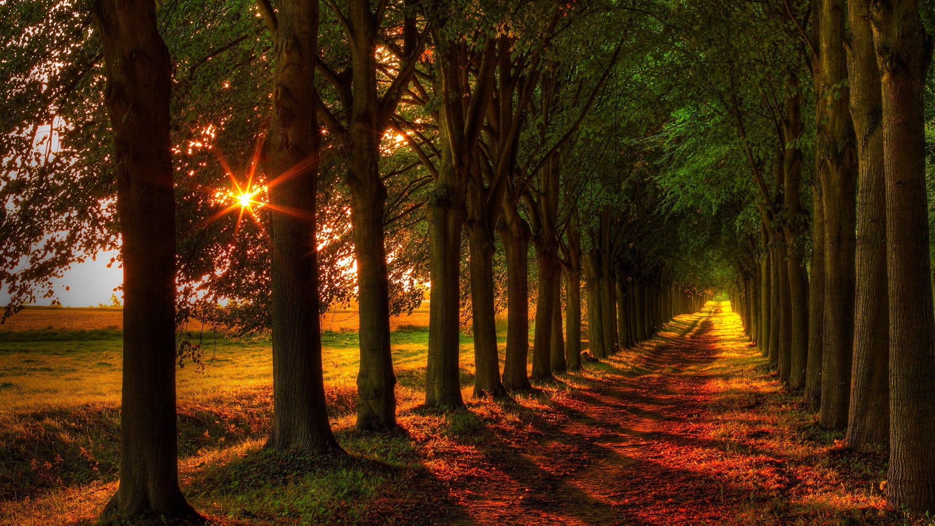 Обои дорога, деревья, природа, осень, тропинка, аллея, солнечные лучи, road, trees, nature, autumn, path, alley, the sun's rays разрешение 1920x1080 Загрузить