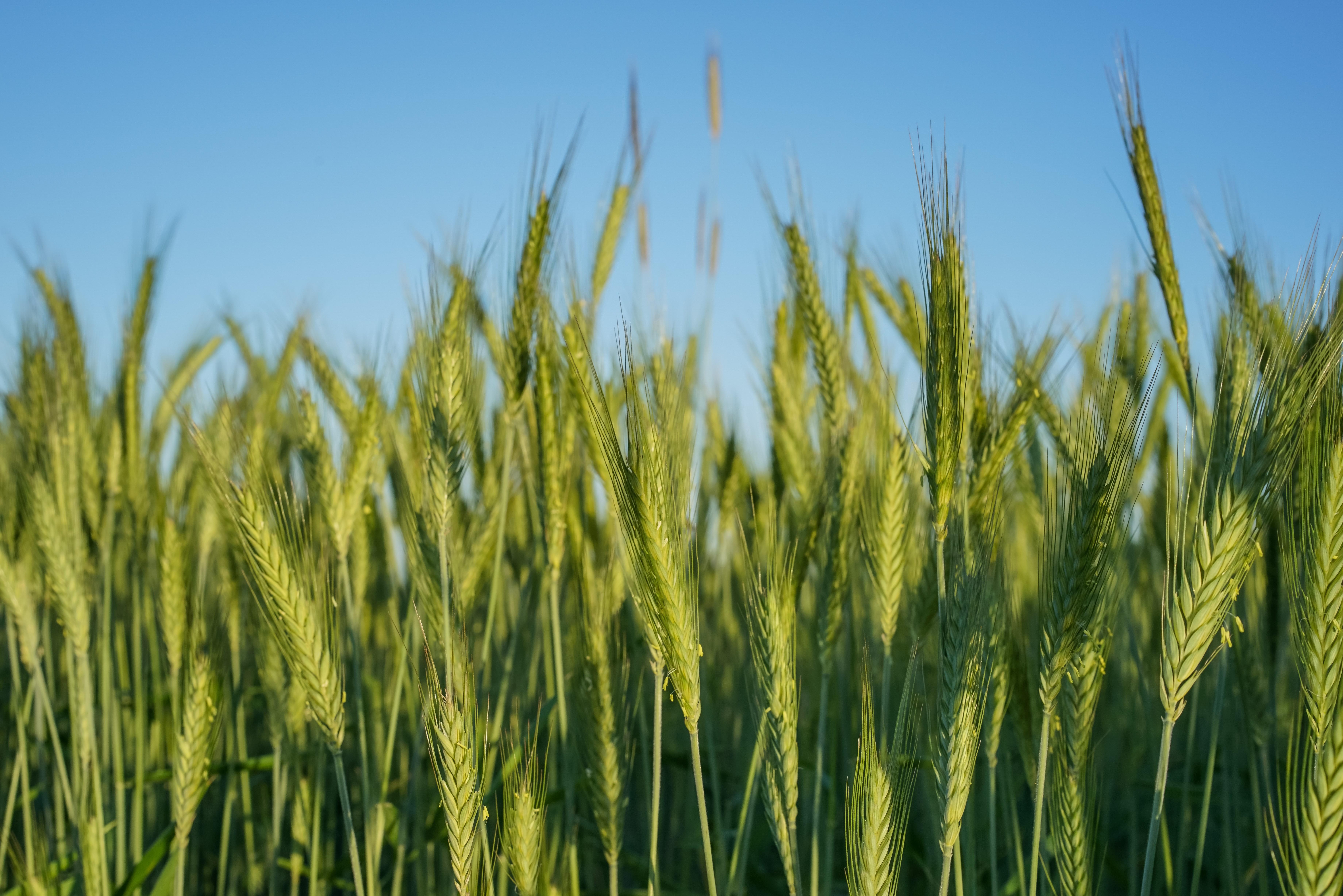 Обои природа, поле, колосья, пшеница, nature, field, ears, wheat разрешение 7360x4912 Загрузить