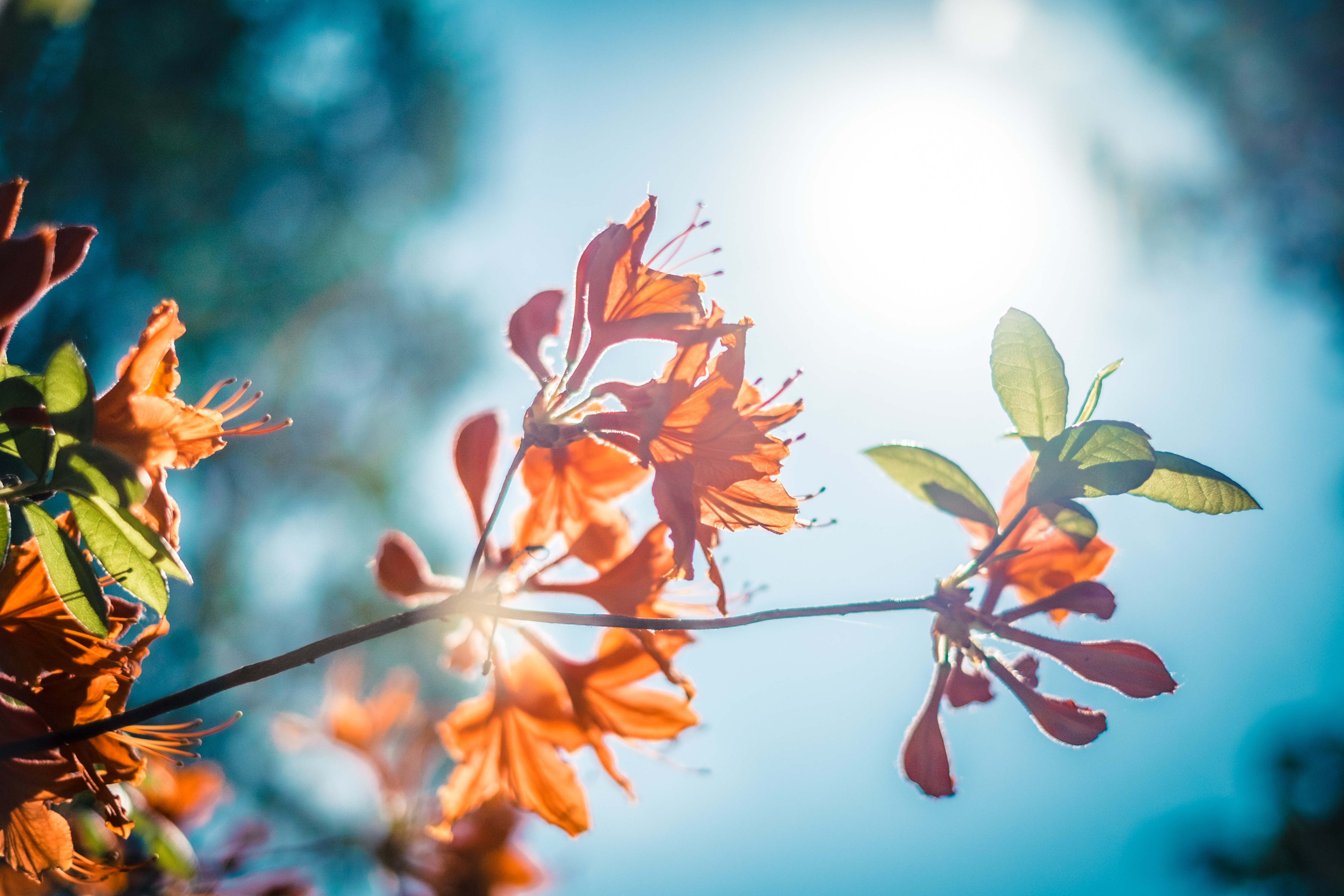 Обои небо, цветы, ветка, природа, листья, листва, рододендрон, the sky, flowers, branch, nature, leaves, foliage, rhododendron разрешение 4896x3264 Загрузить